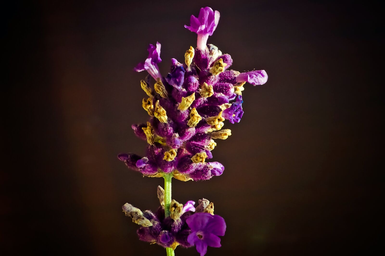 Olympus OM-D E-M10 sample photo. Lavender, flower, purple photography