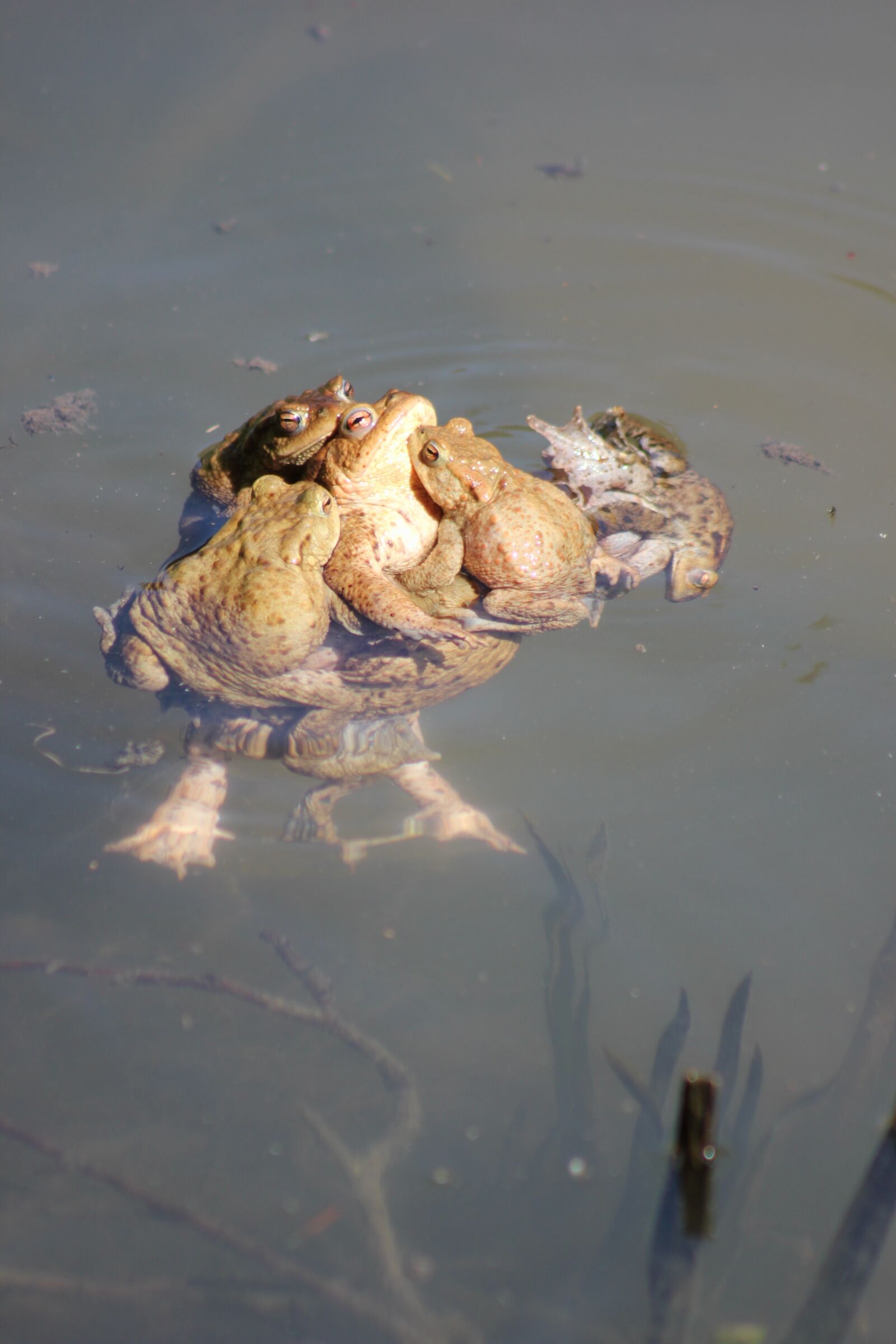 Canon EOS 550D (EOS Rebel T2i / EOS Kiss X4) sample photo. Toads, pile, pond photography