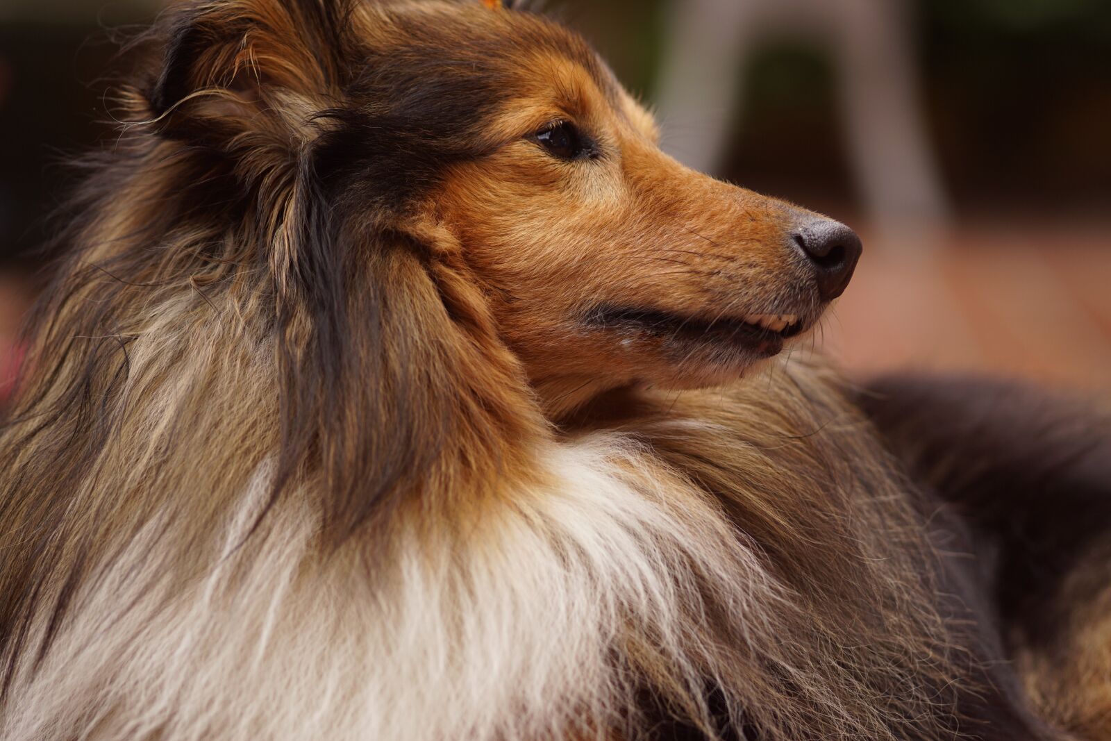 Sony SLT-A68 sample photo. Sheltie, dog, animal portrait photography