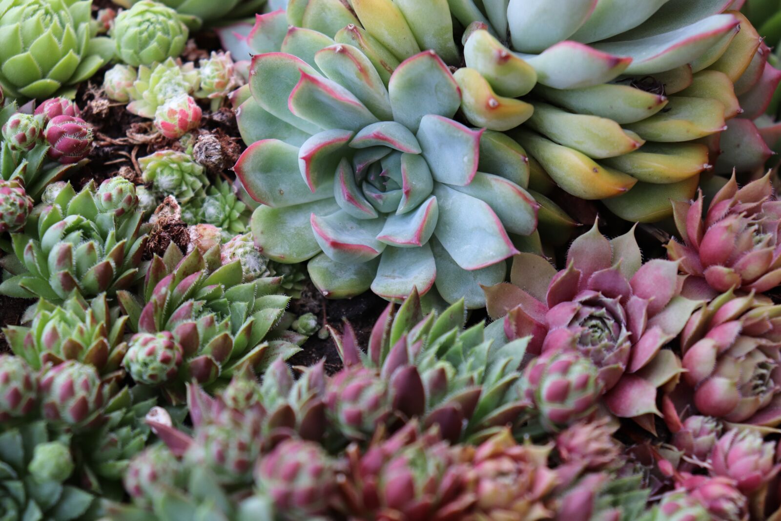Canon EOS 77D (EOS 9000D / EOS 770D) sample photo. Succulents, plants, botanical photography