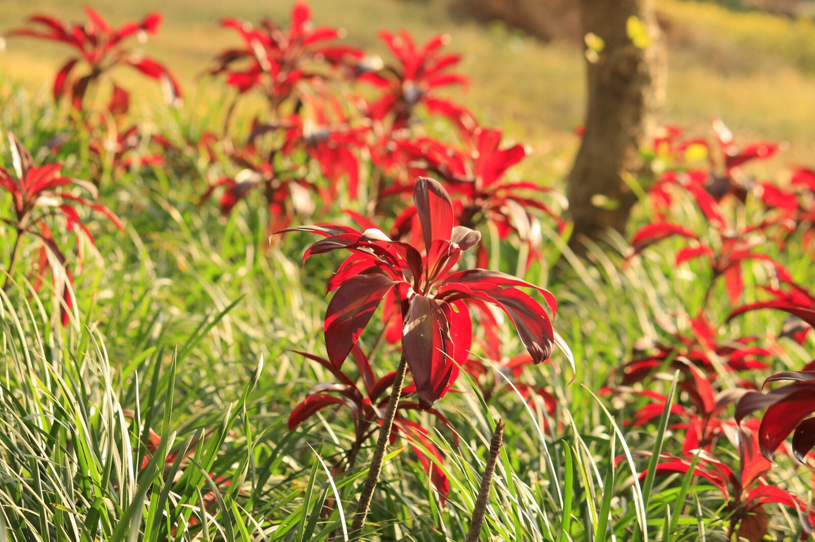 Canon EOS 1100D (EOS Rebel T3 / EOS Kiss X50) sample photo. Love, nature, flower photography