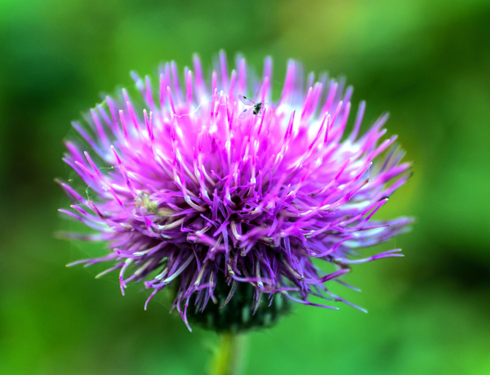 Nikon D5300 sample photo. Nature, autumn, flower photography