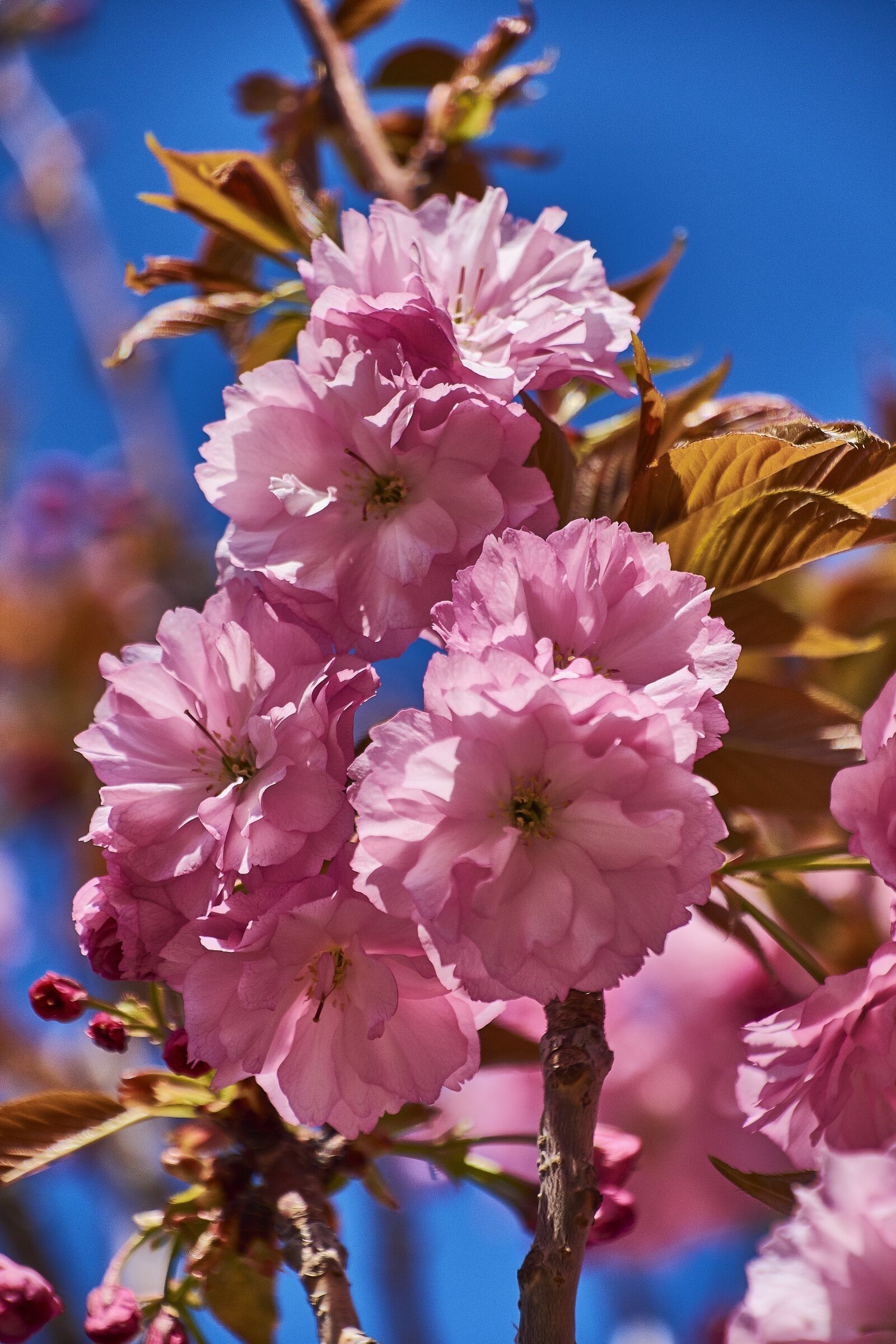 Nikon D7200 sample photo. Cherry, flower, rosa photography