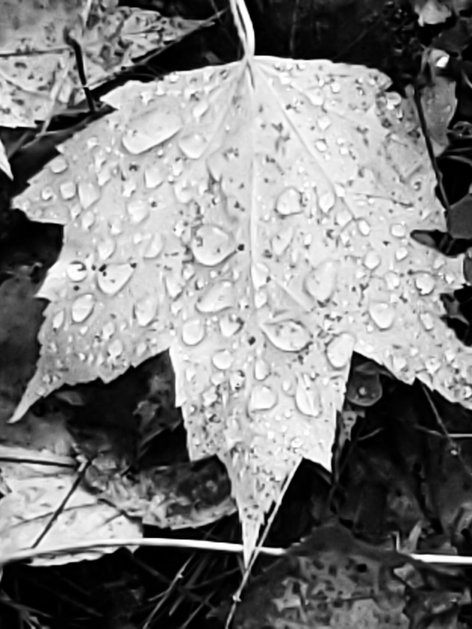 Samsung Galaxy S10 sample photo. Maple, leaf, dew photography