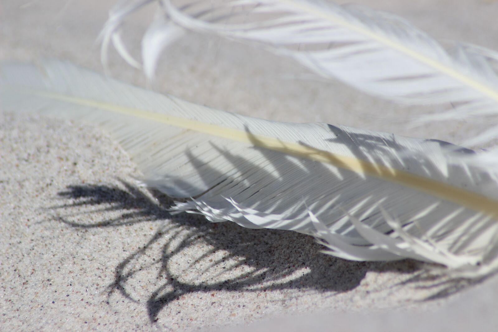Canon EOS 600D (Rebel EOS T3i / EOS Kiss X5) sample photo. Feather, sand, beach photography