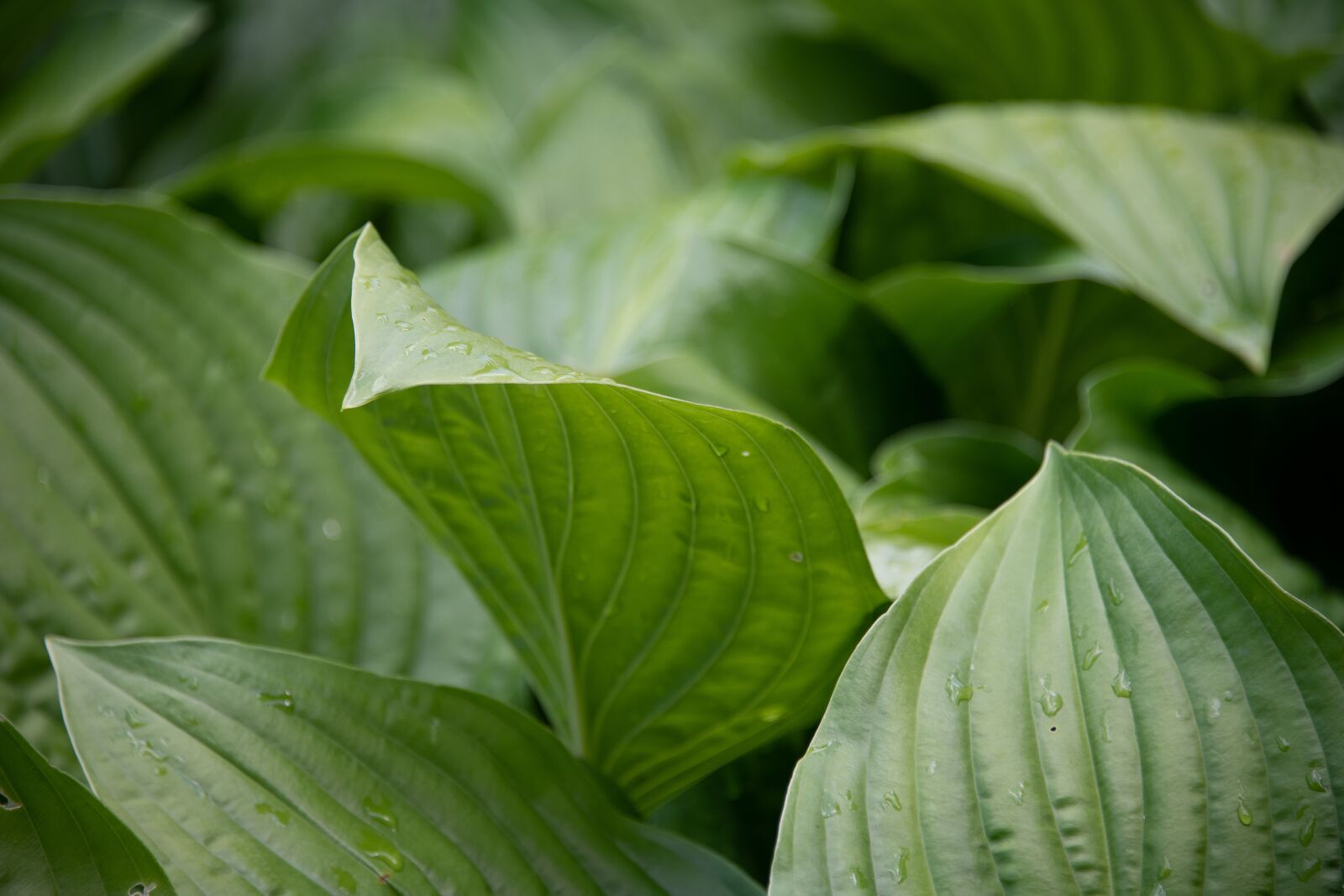 Nikon D850 sample photo. Hosta, leaf, plant photography