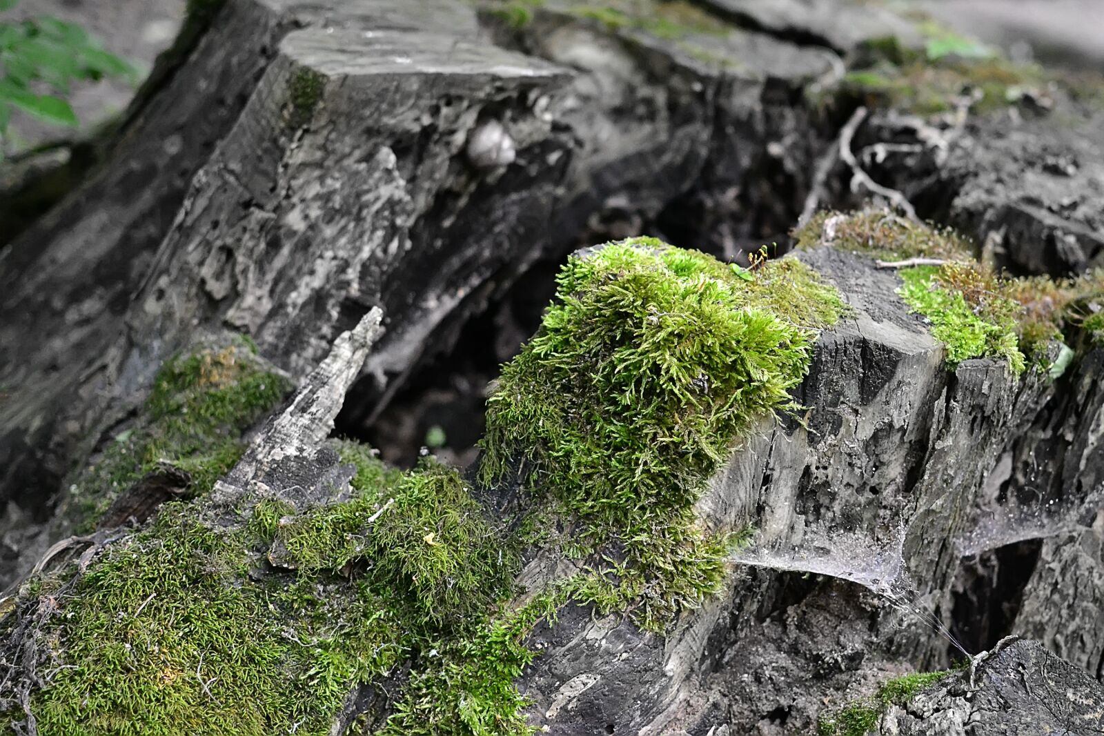 Nikon D3100 sample photo. Stump, moss, forest photography