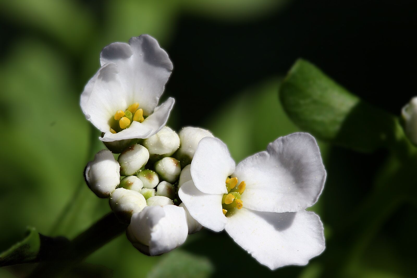 Canon EOS 20D sample photo. Flower, the nature of photography