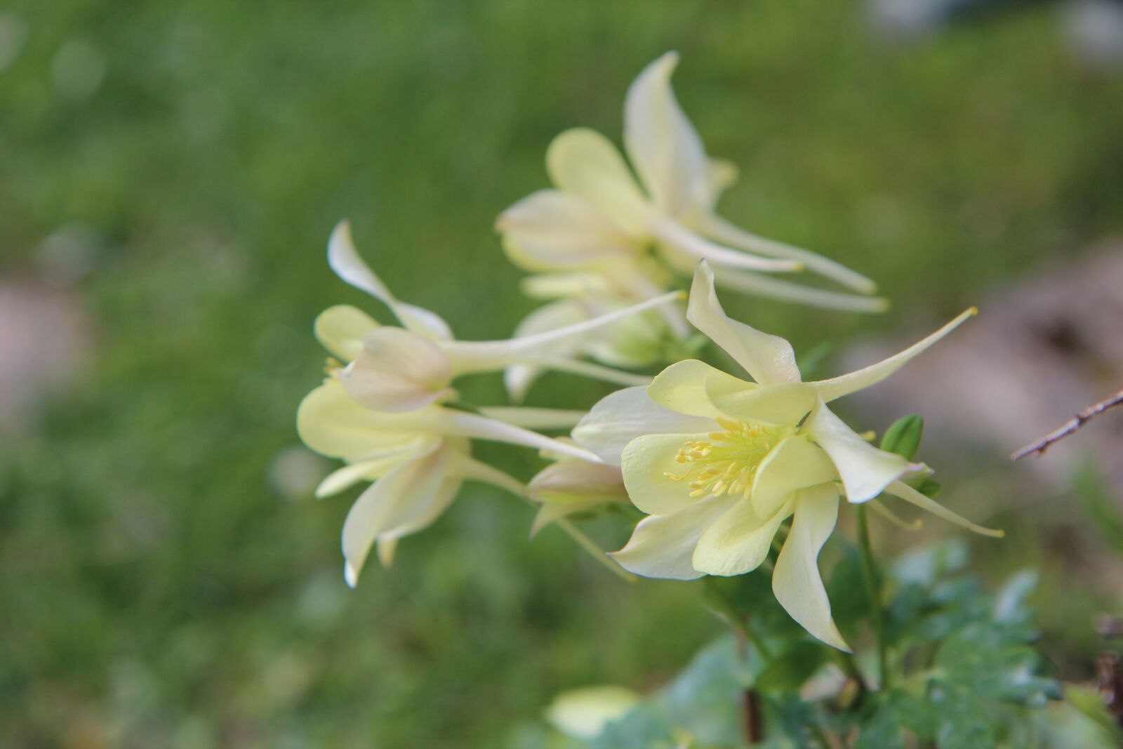 Canon EOS 600D (Rebel EOS T3i / EOS Kiss X5) sample photo. Columbine, ancolie yellow, flowering photography