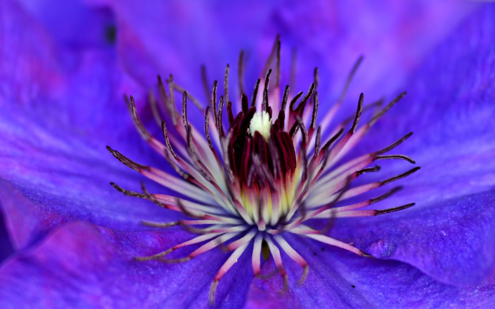 Nikon D600 sample photo. Clematis, flower, flora photography