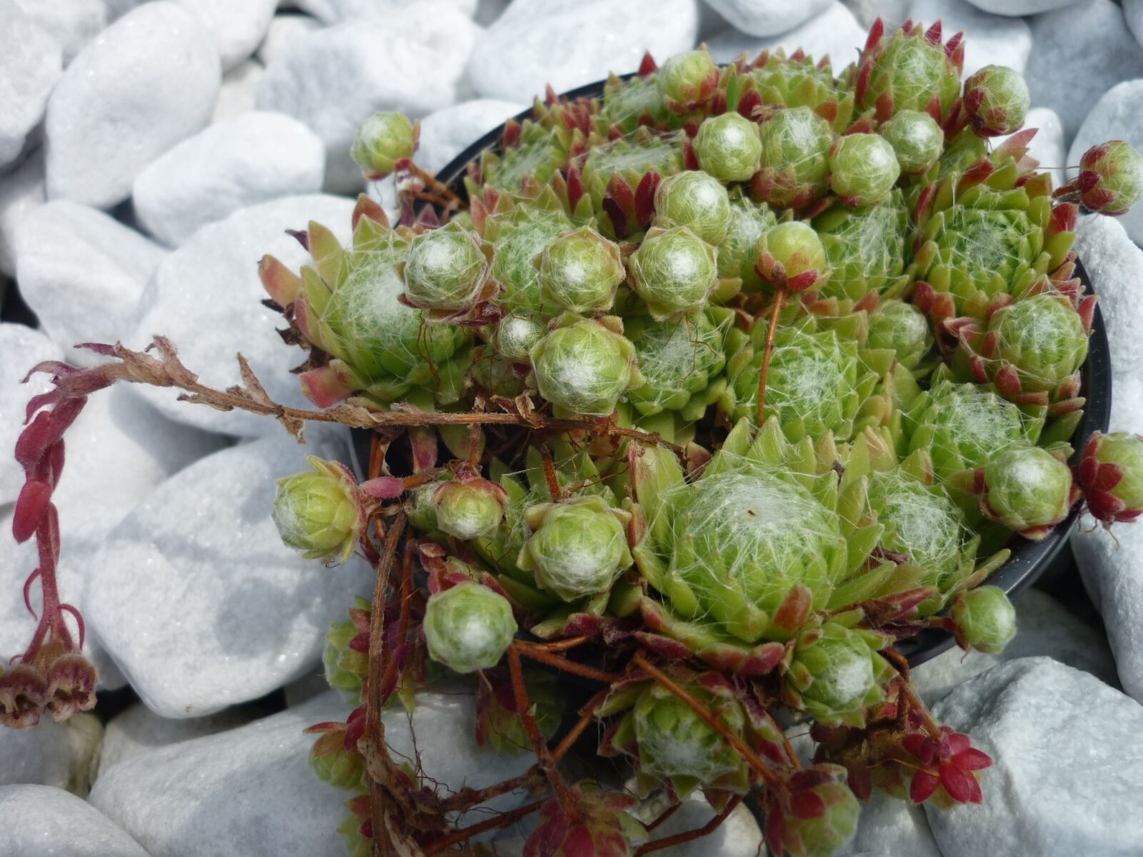 Panasonic Lumix DMC-FS6 sample photo. Houseleek, rosette plant, inside photography