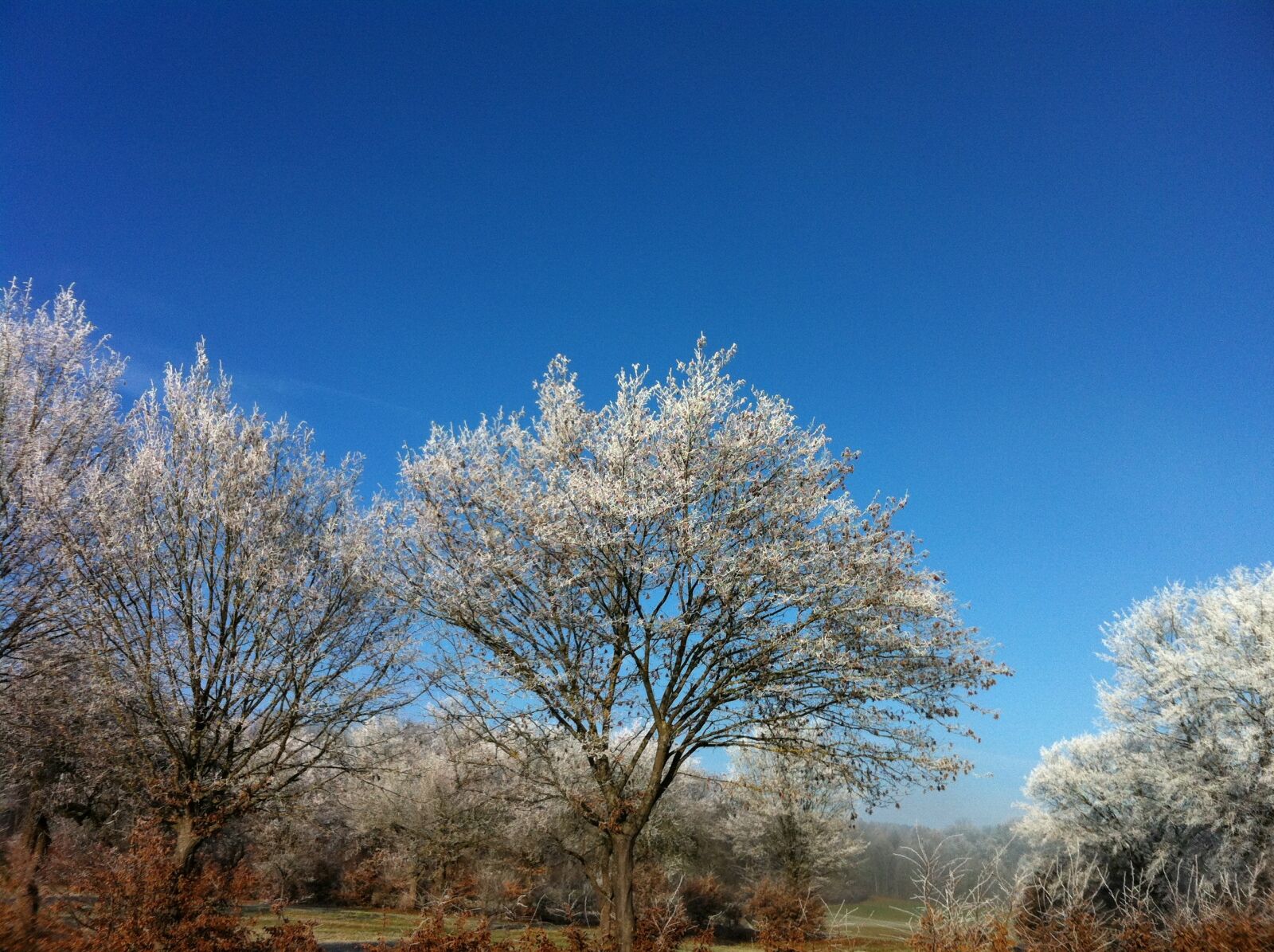 Apple iPhone 4 sample photo. Snow, ripe, tree photography
