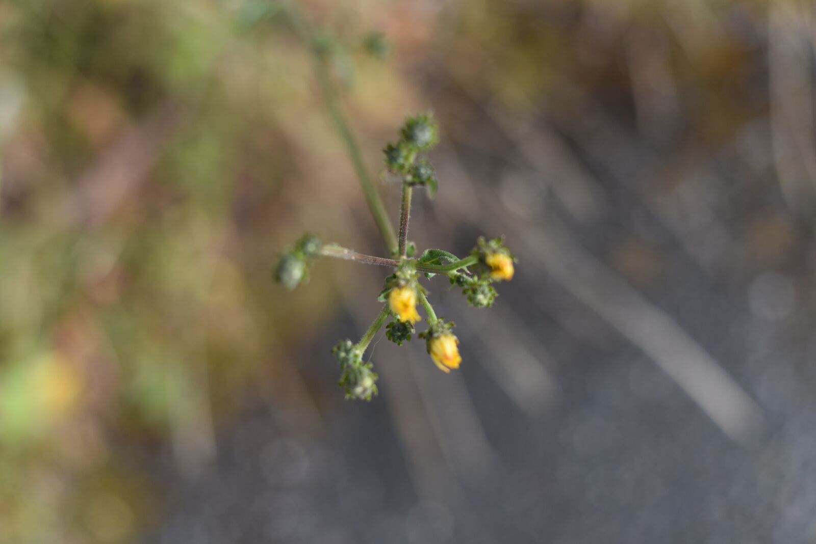 Nikon D750 sample photo. Flower, bokeh, nature photography