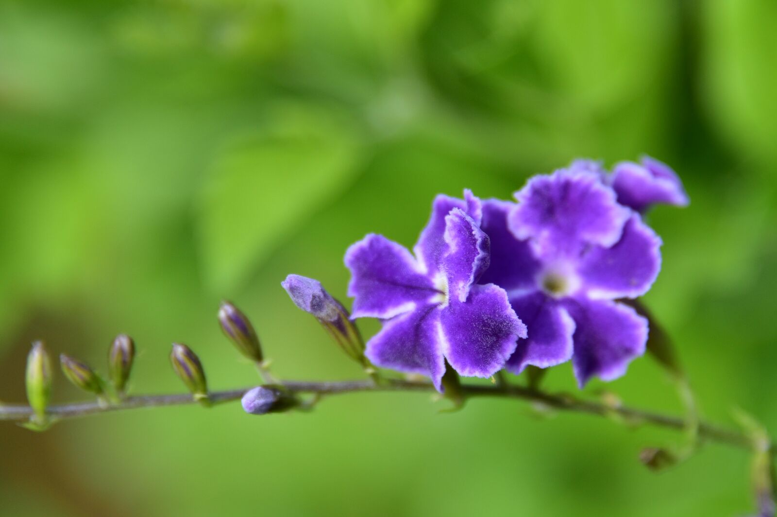 Nikon D750 sample photo. Israeli, summer, flower photography