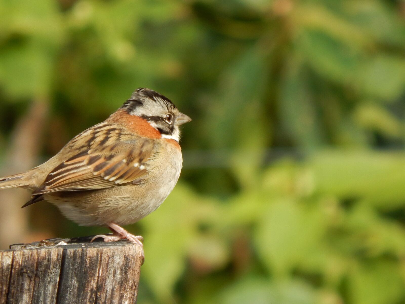 Nikon Coolpix L820 sample photo. Bird, nature, beautiful photography