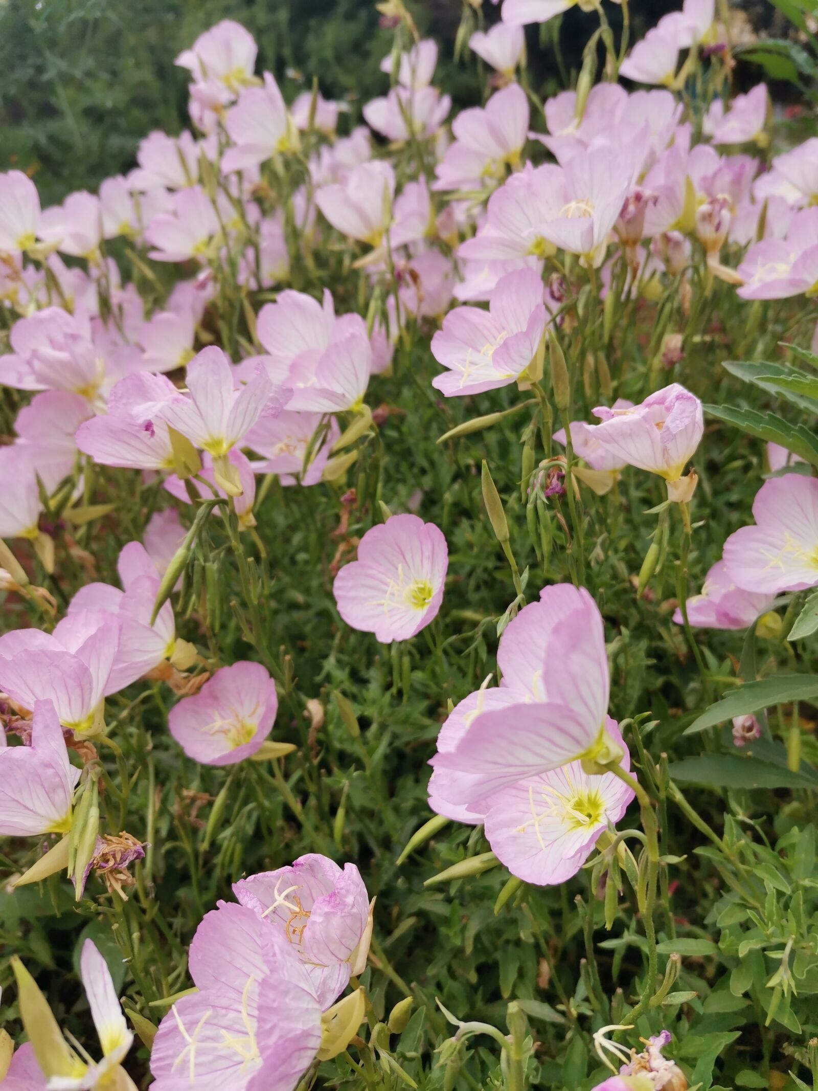 HUAWEI YAL-AL00 sample photo. Flowers, pink flower photography