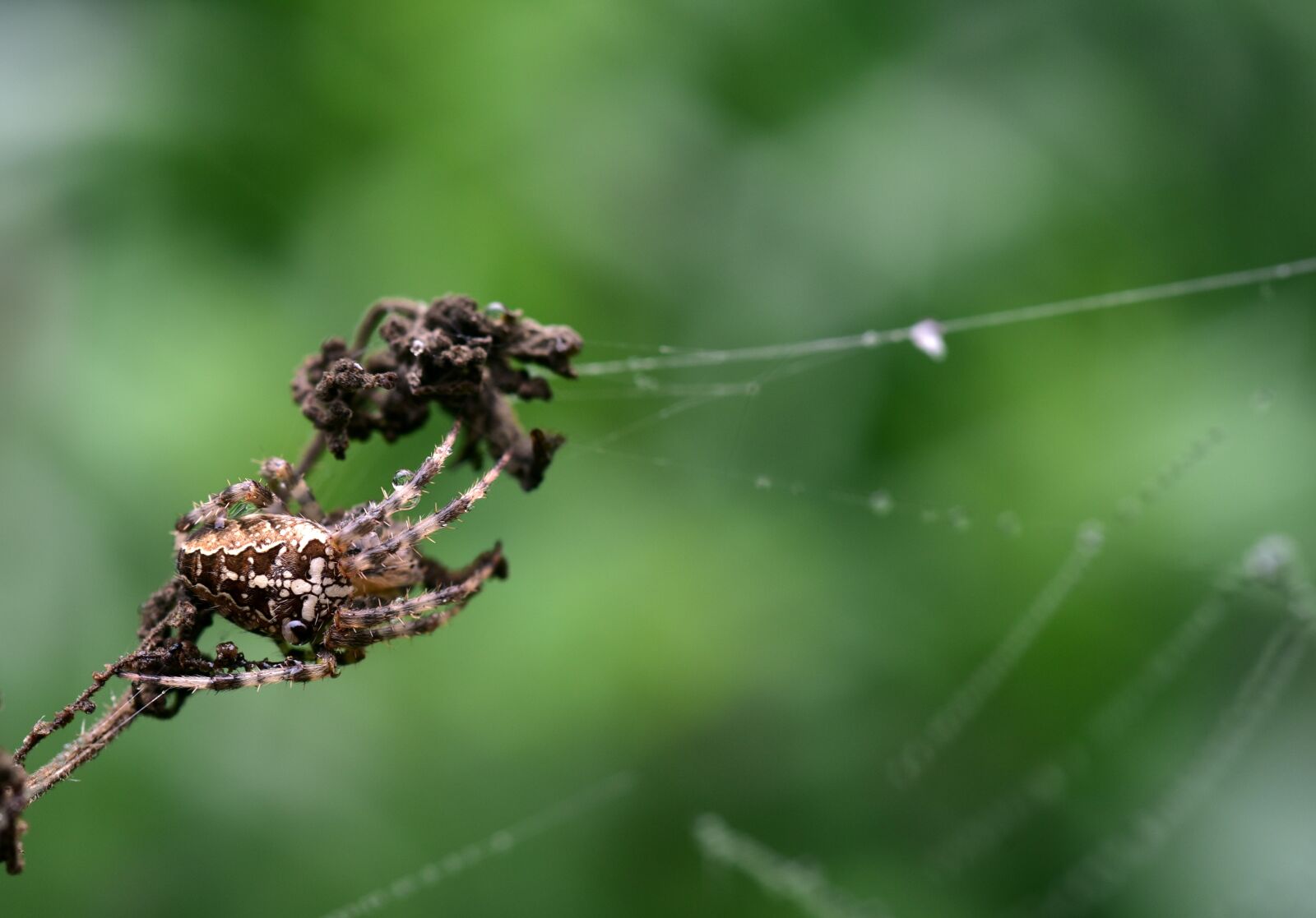 Nikon D750 sample photo. Spider, araneus, lauer photography