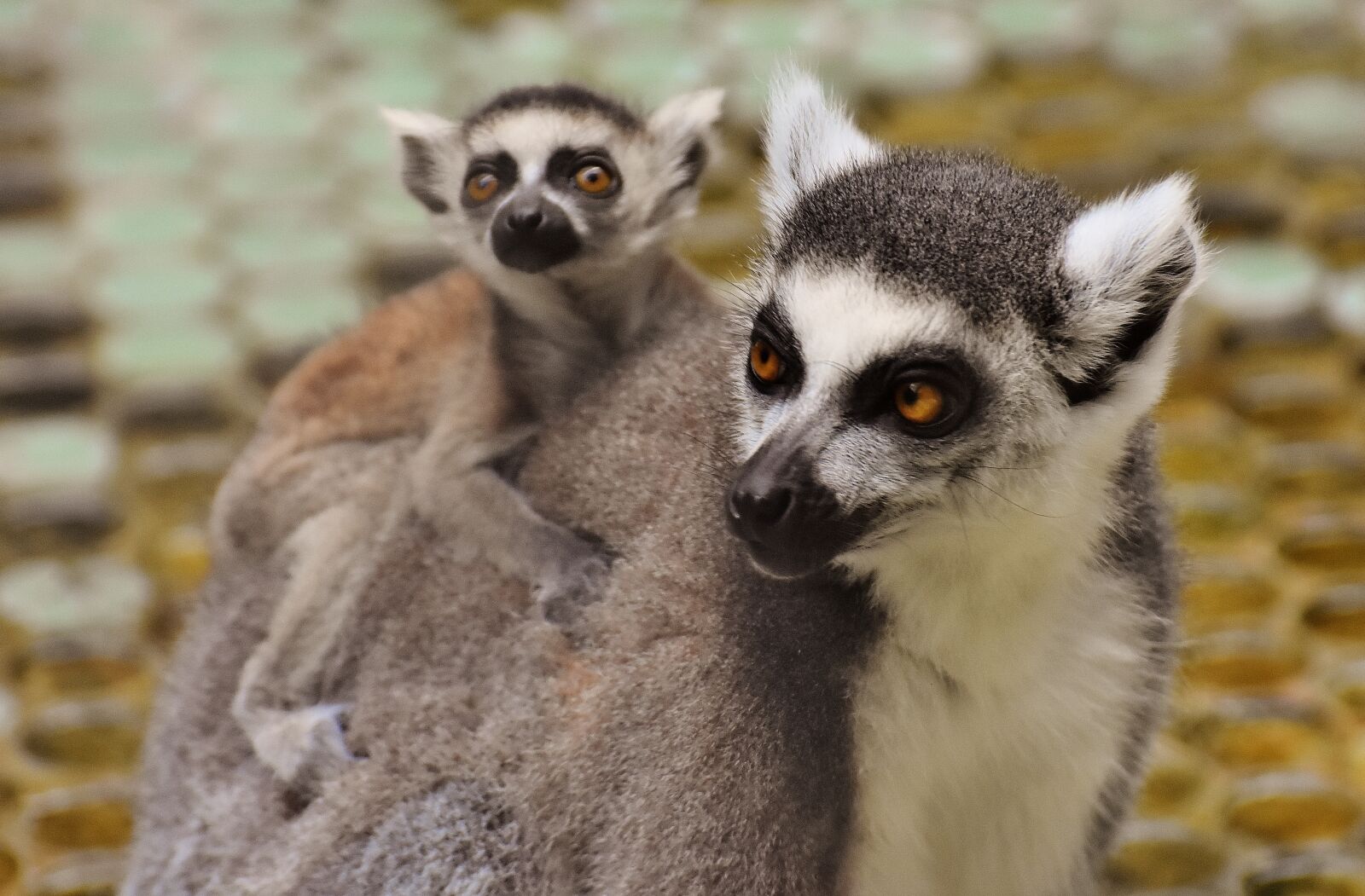 Nikon D7200 sample photo. Ape, lemur, cute photography