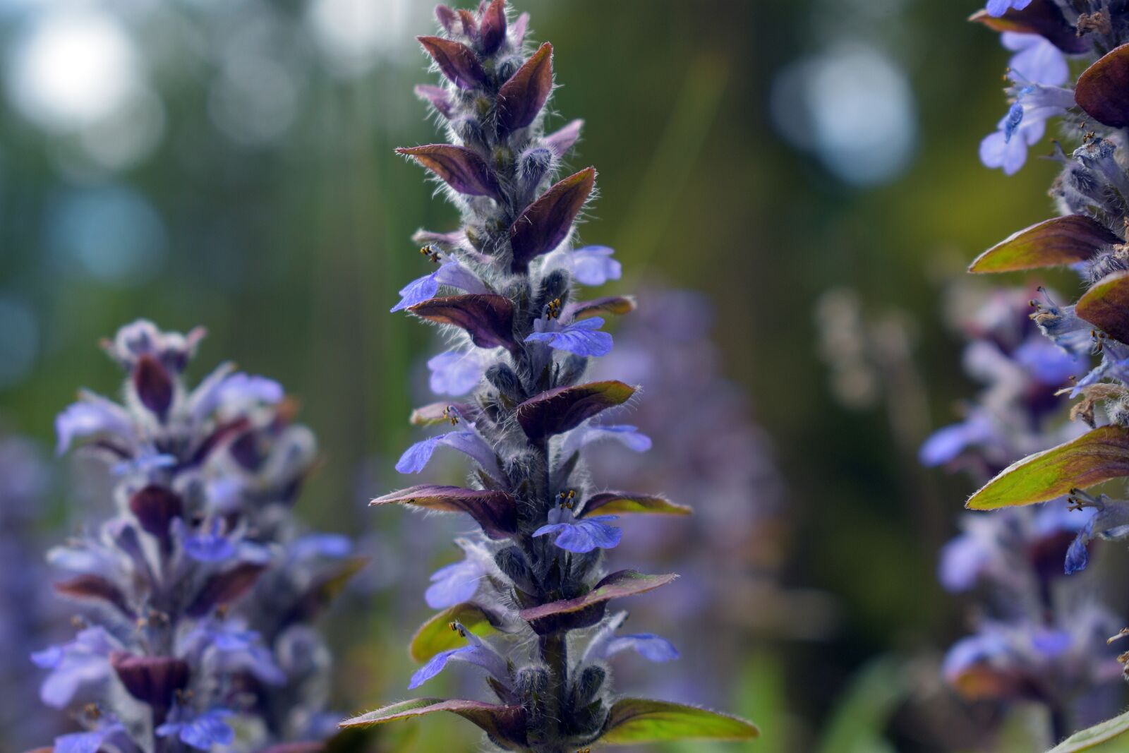 Nikon D3400 sample photo. Flower, flowers, spring photography