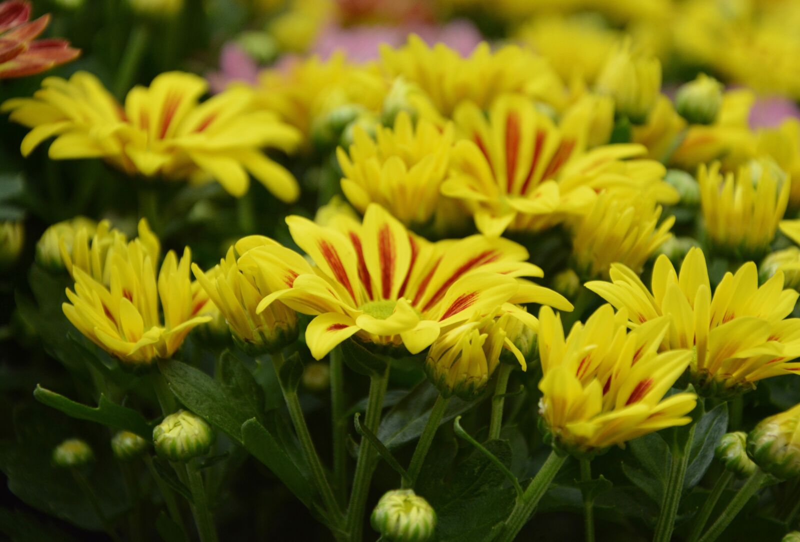 Nikon D5200 sample photo. Flowers chrysanthemums, red yellow photography