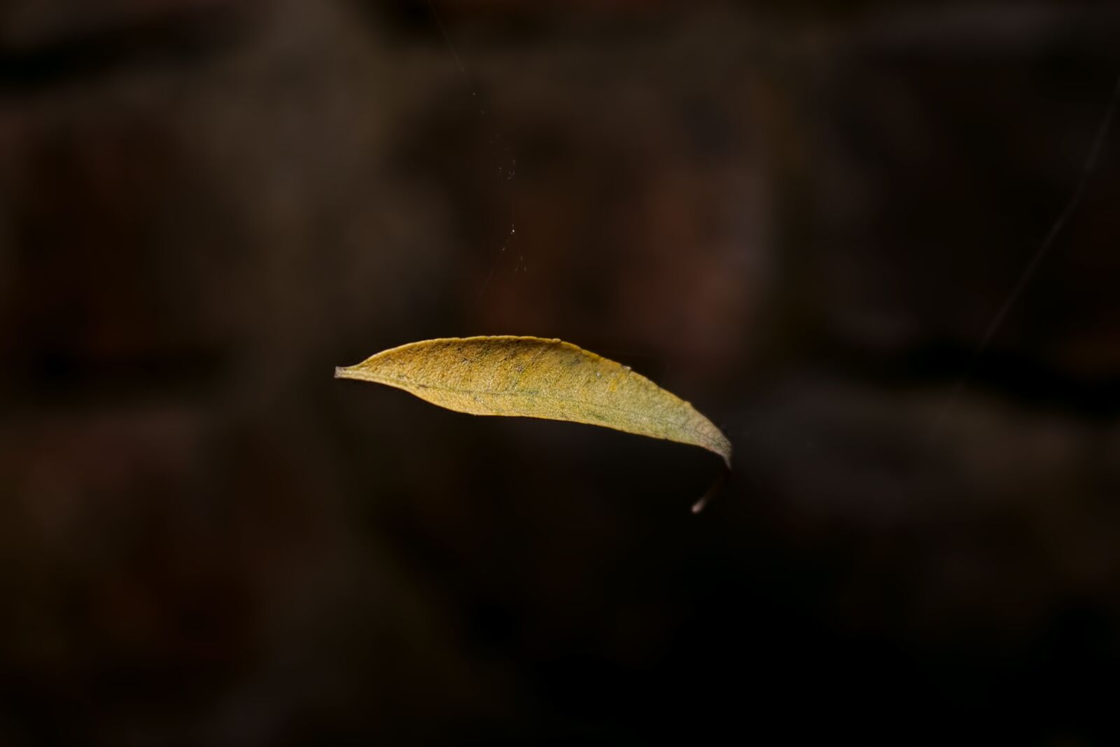 Canon EOS 700D (EOS Rebel T5i / EOS Kiss X7i) sample photo. Fall, nature, leaf photography