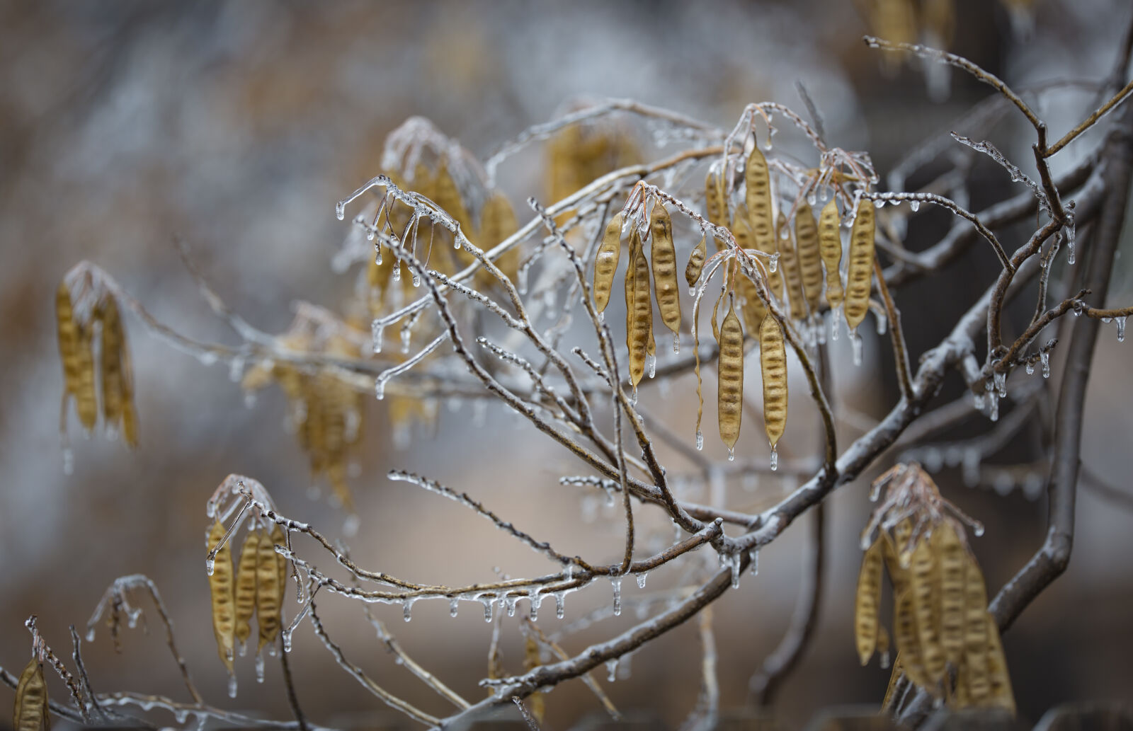 Canon EF 200mm F2L IS USM sample photo. Branch, cold, ice, storm photography