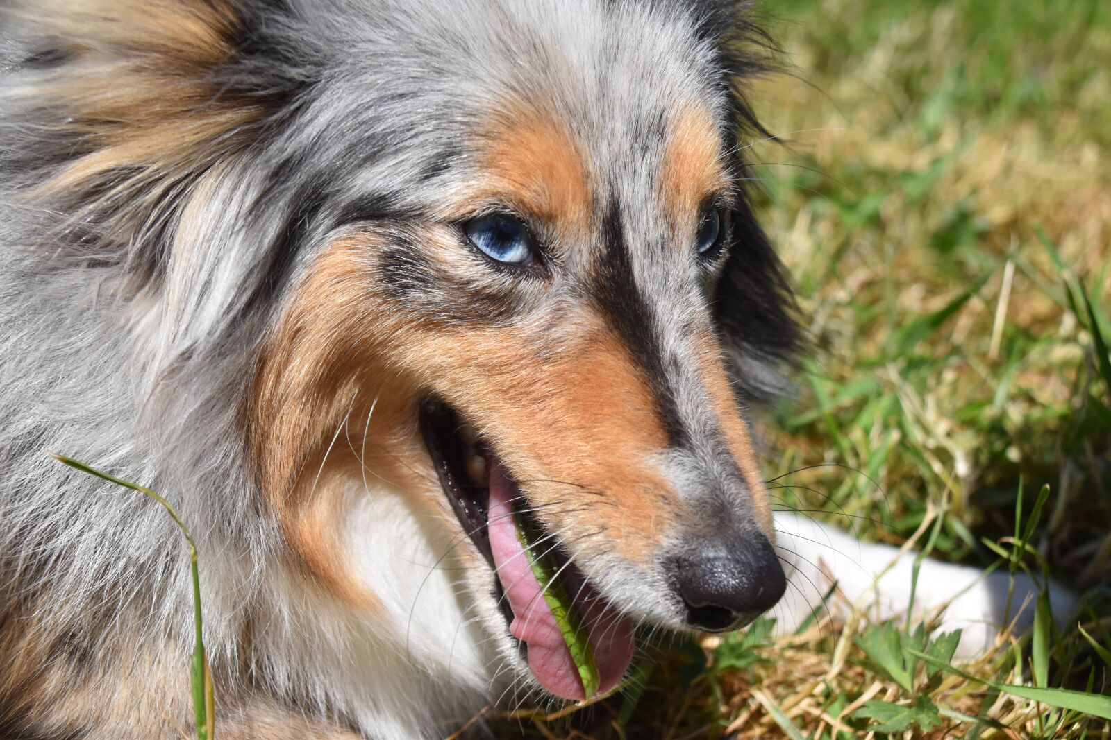 Nikon D5600 sample photo. Dog shetland sheepdog, bitch photography