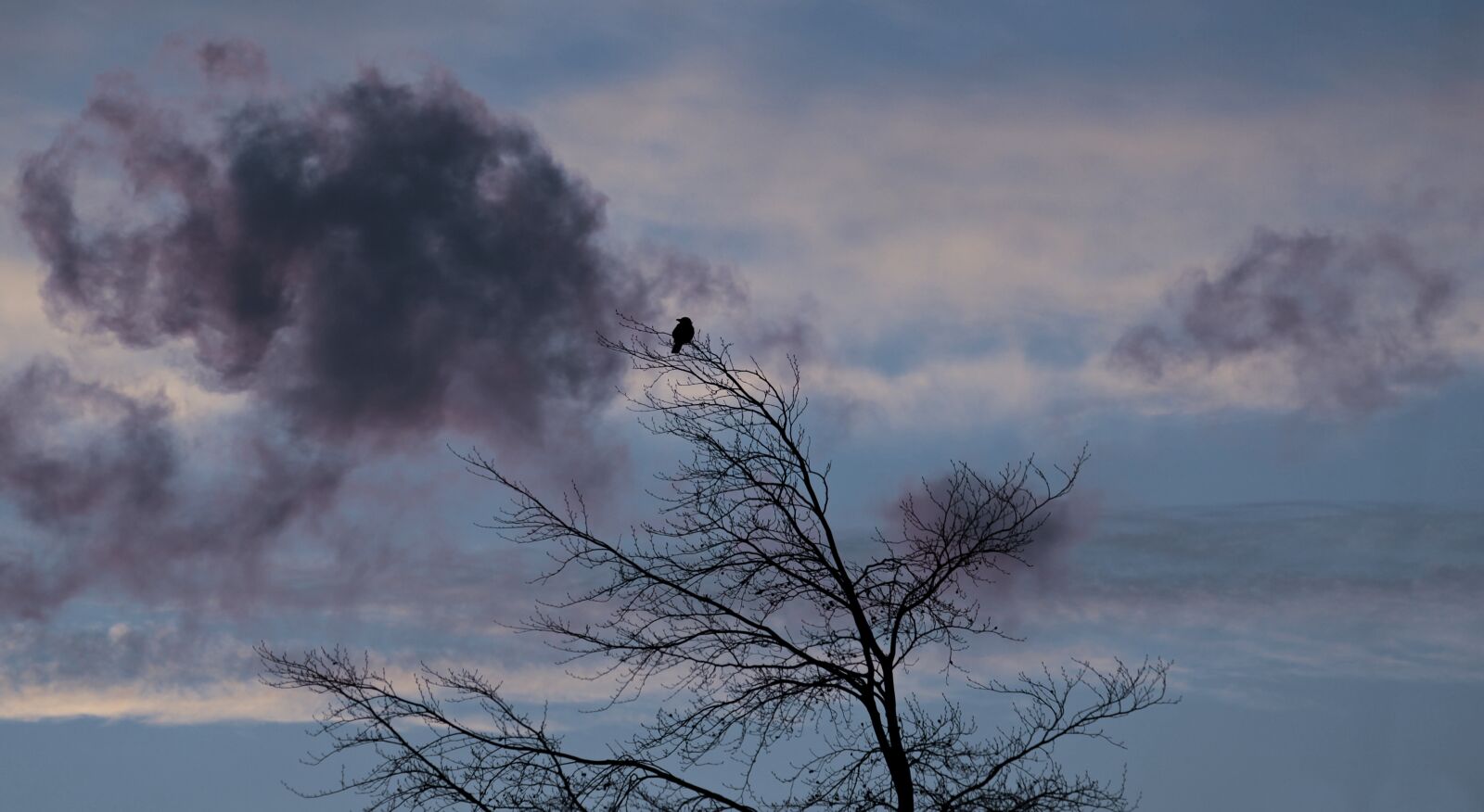 Canon EOS 100D (EOS Rebel SL1 / EOS Kiss X7) sample photo. Tree, dawn, bird photography