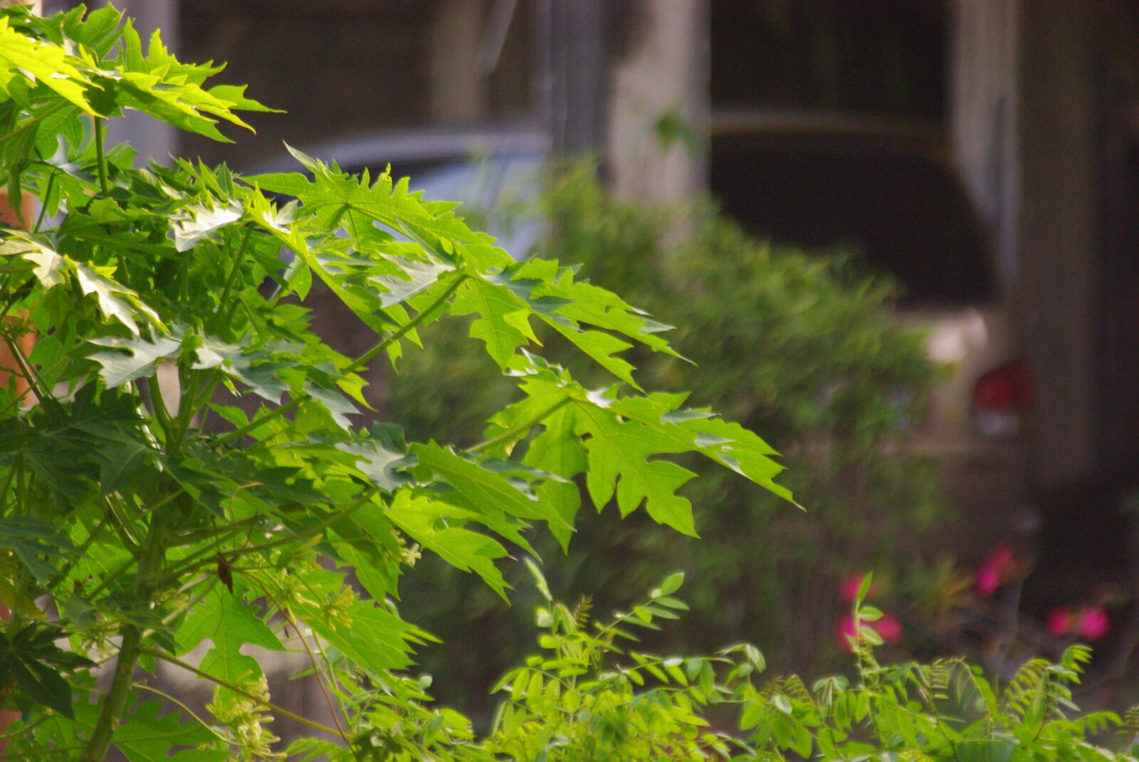 Pentax K-m (K2000) sample photo