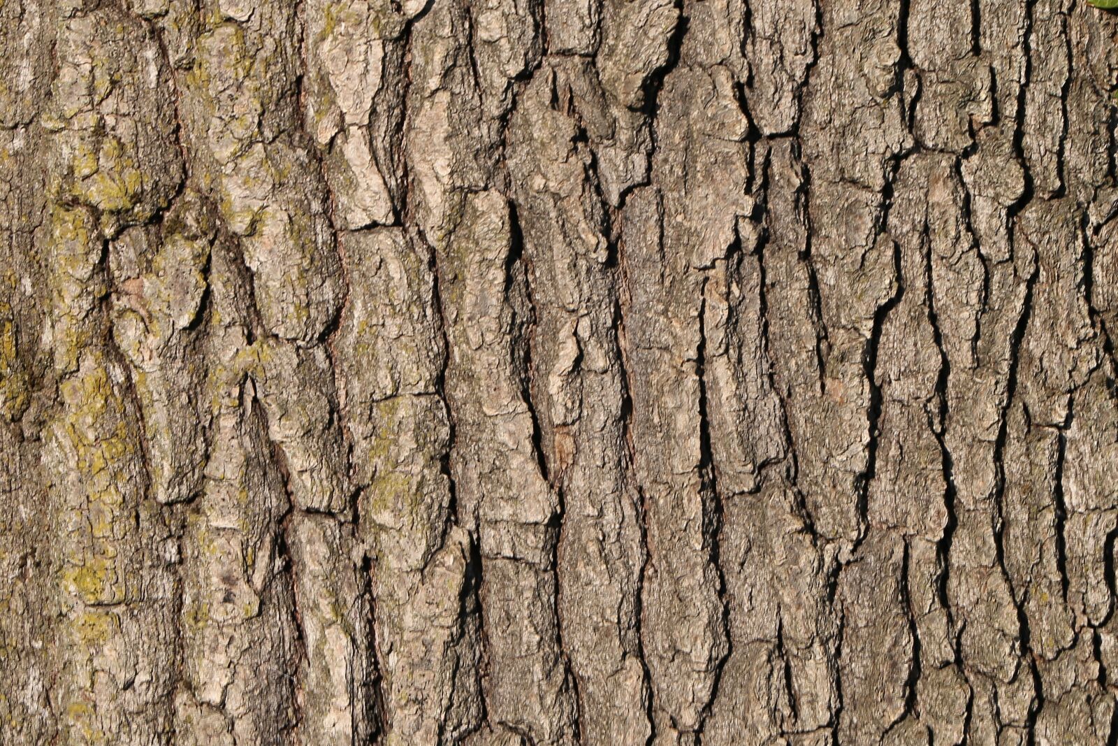 Canon EF 70-300 F4-5.6 IS II USM sample photo. Tree bark, forest, nature photography
