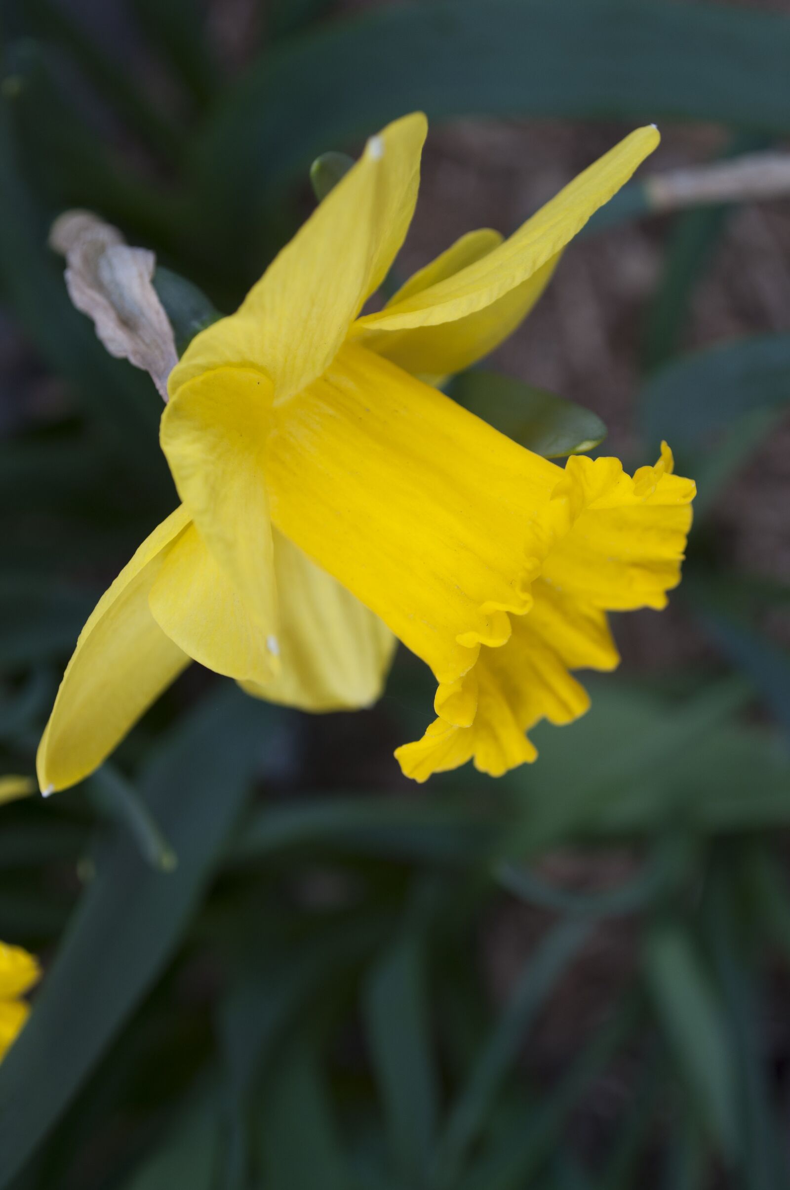 Nikon D5000 sample photo. Nature, yellow, flower photography