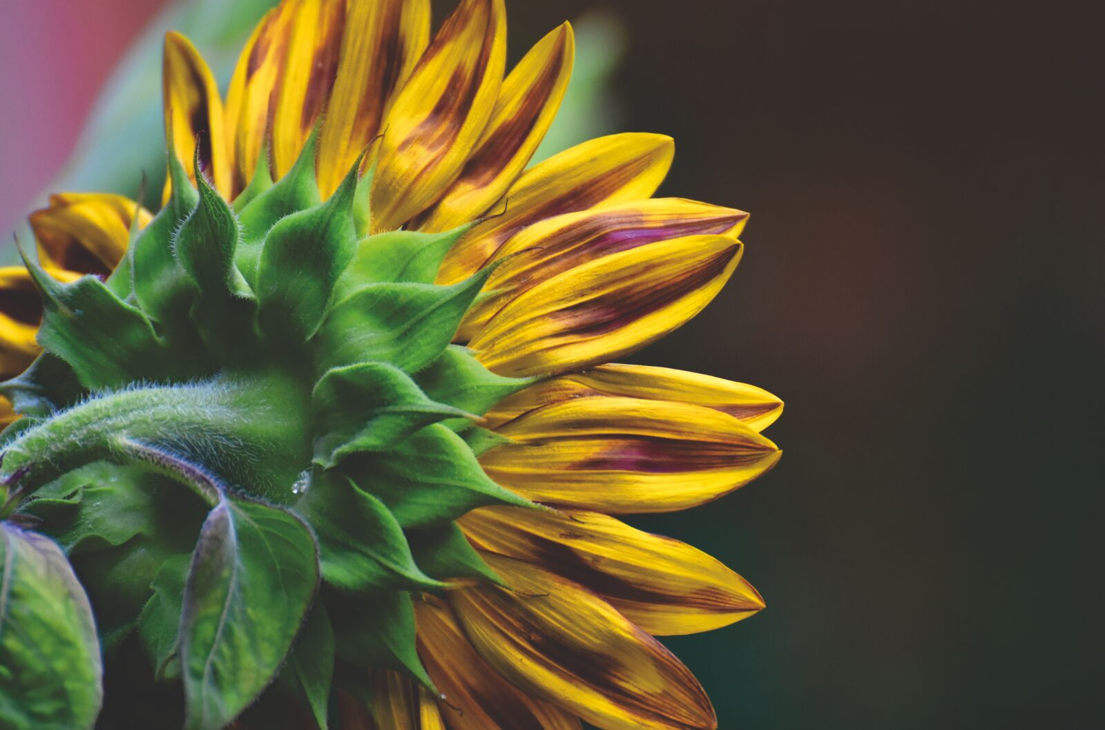 Nikon D7200 sample photo. Sunflower, summer, garden photography