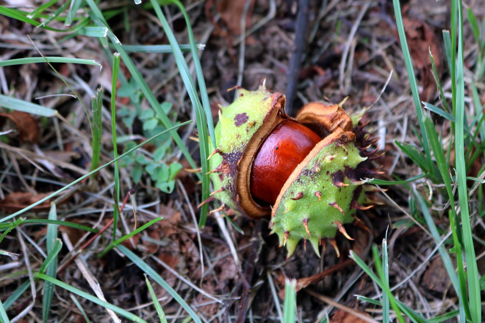 Canon EOS 750D (EOS Rebel T6i / EOS Kiss X8i) sample photo. Brown, fall, thorny photography
