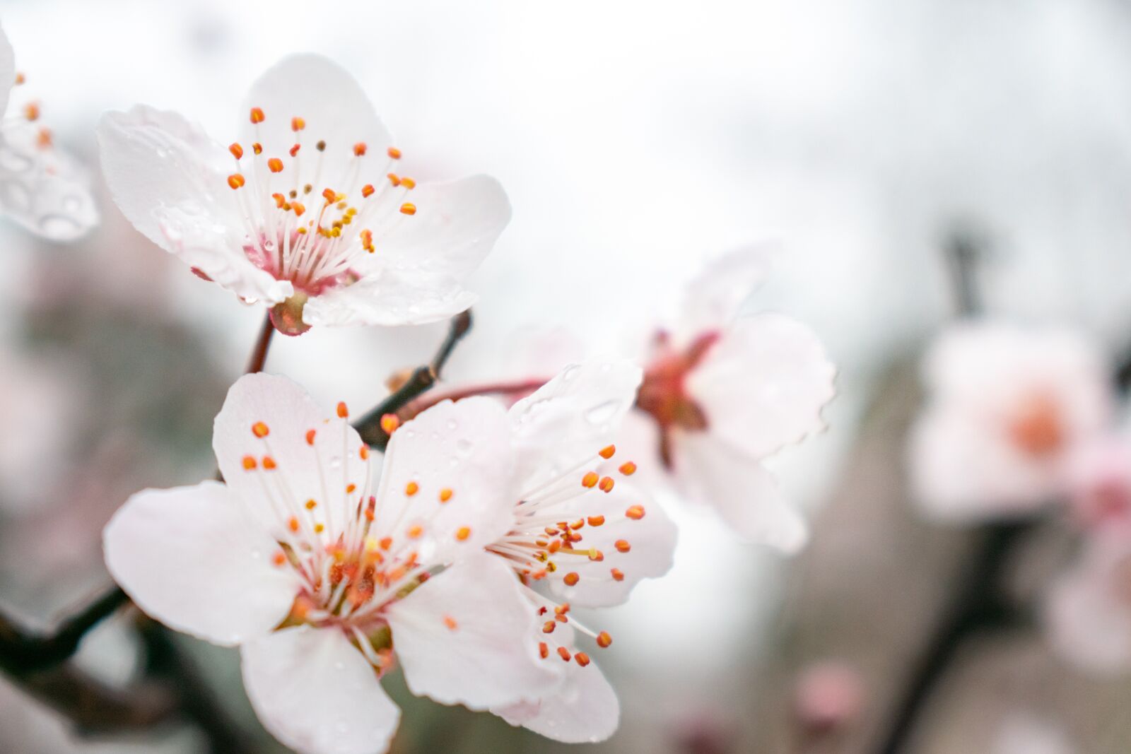 Nikon D3400 sample photo. Peach blossom, close-up, pistil photography