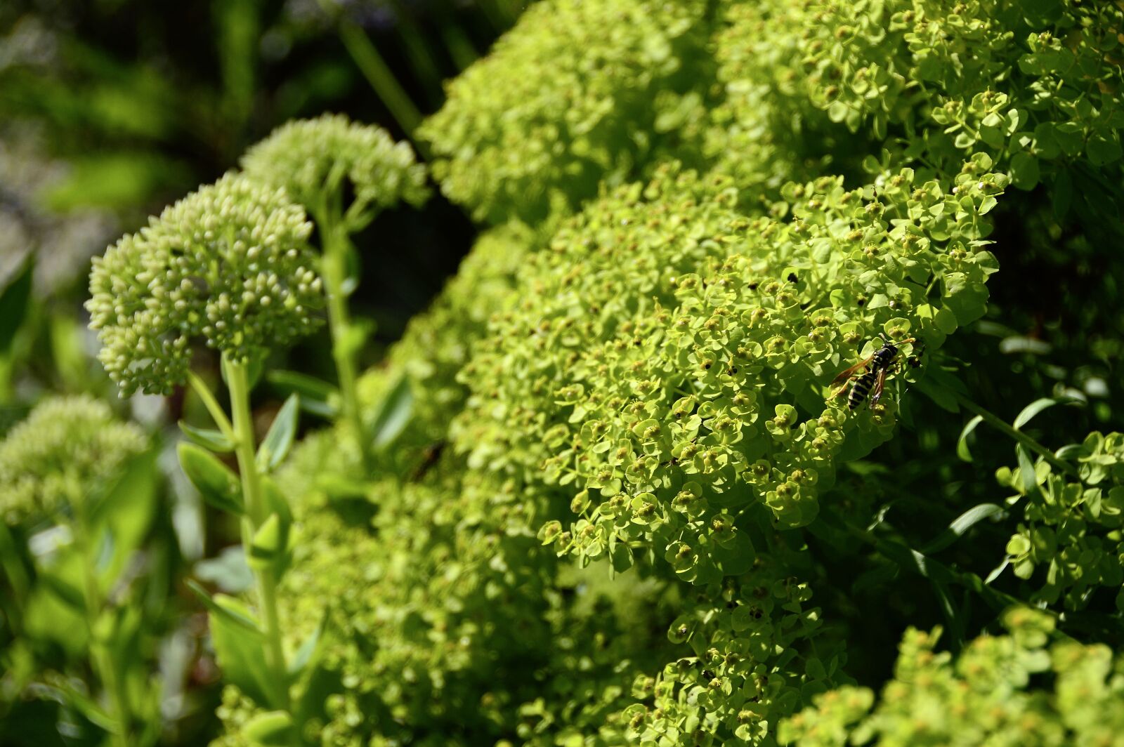 Nikon D3200 sample photo. Sedum, stonecrop, plant photography