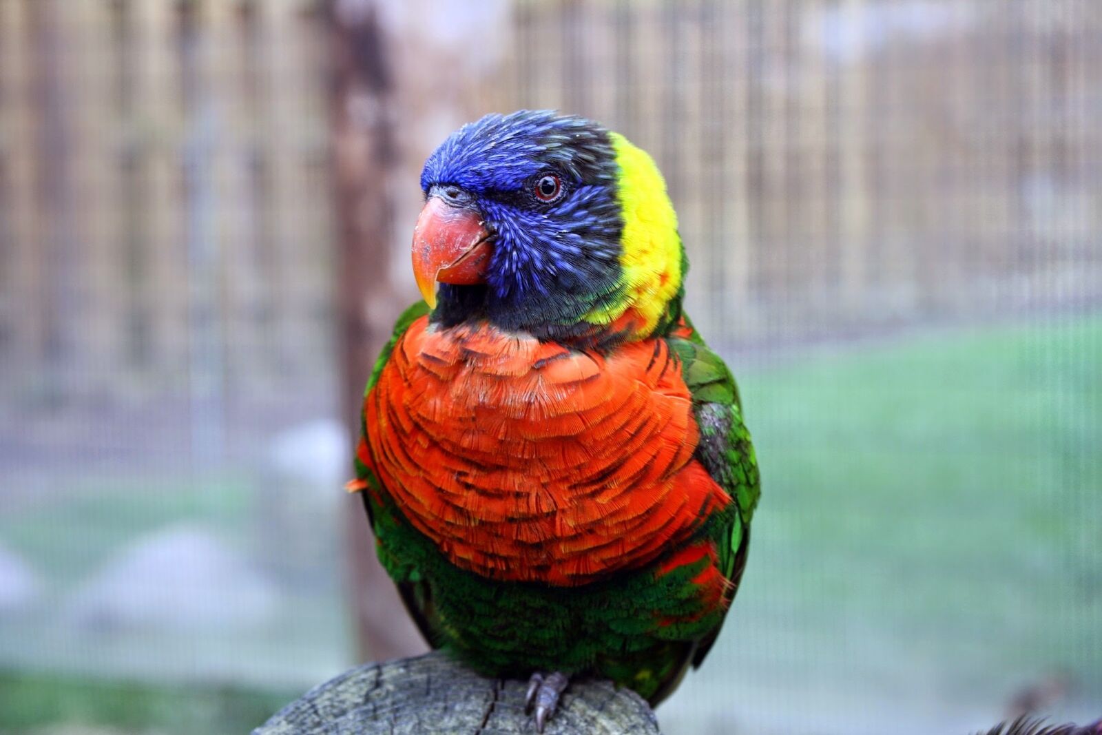 Canon EOS 1000D (EOS Digital Rebel XS / EOS Kiss F) sample photo. Bird, tropical, colorful photography