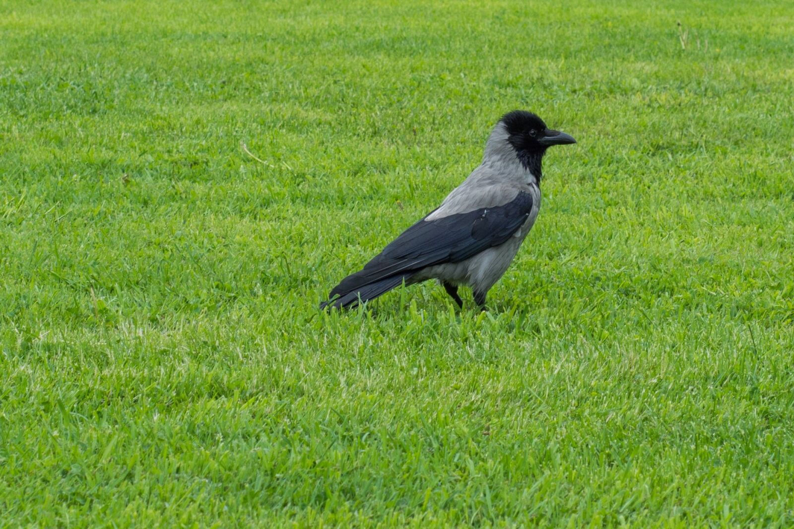 Nikon D7100 sample photo. Crow, bird, lawn photography