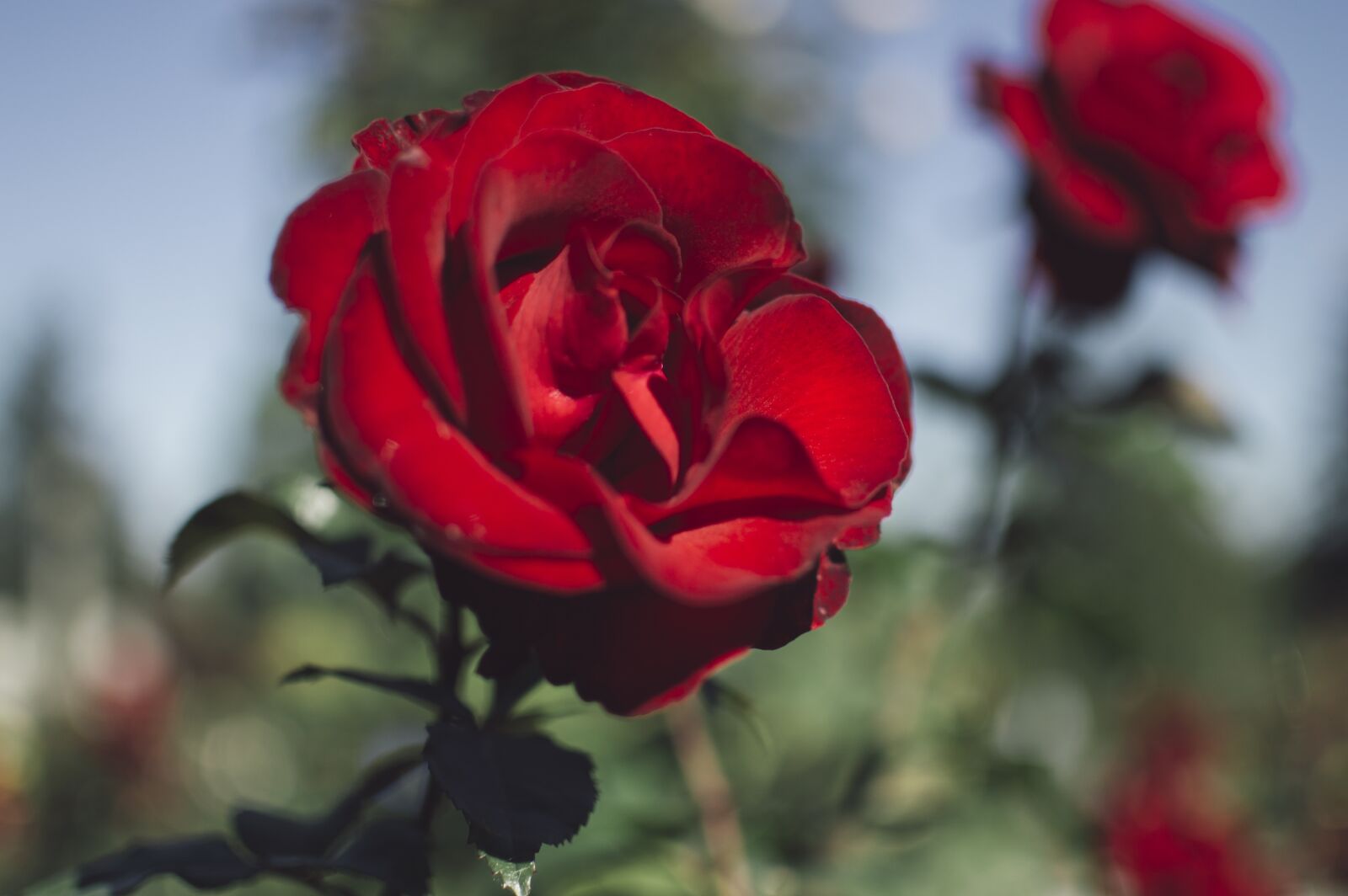 Nikon D3200 sample photo. Flowers, rose, garden photography