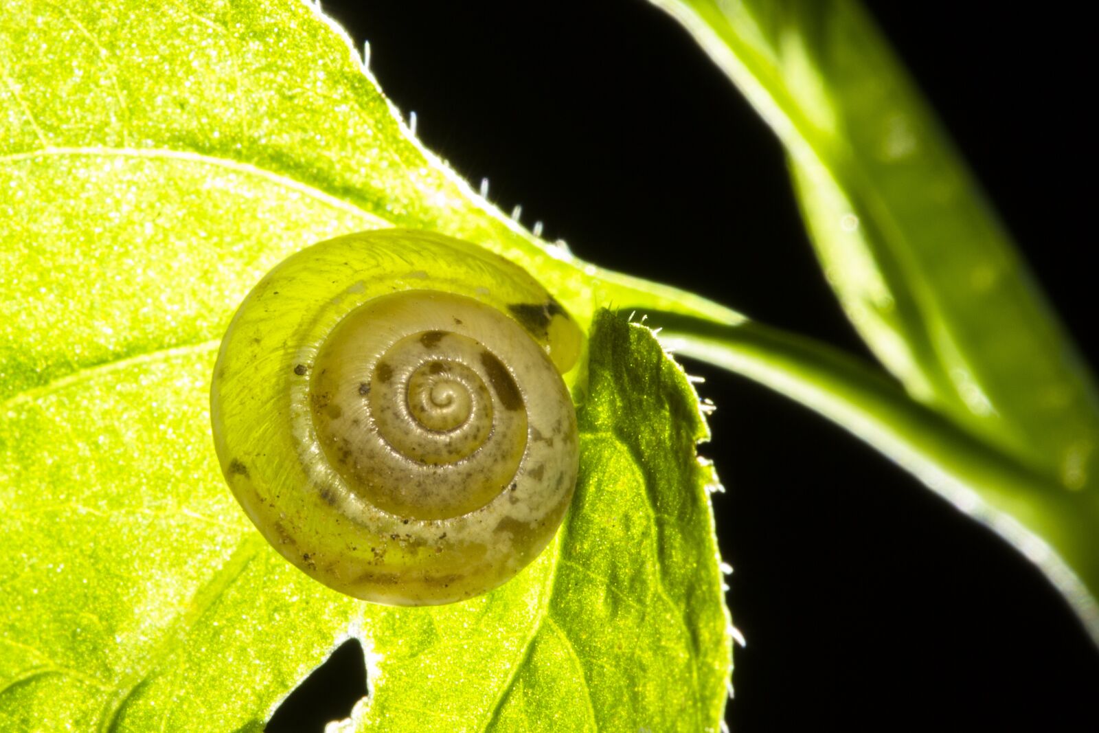 Canon EOS 7D sample photo. Snail, shell, dry rigid photography