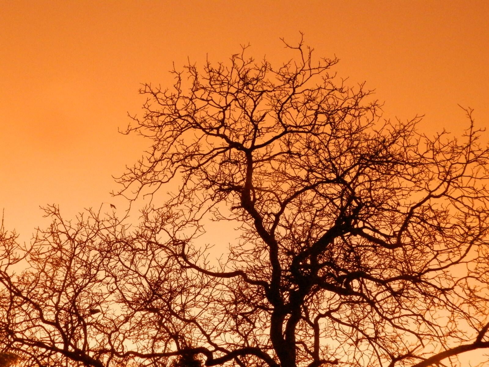 Olympus SP-620UZ sample photo. Tree, sky, sunset photography