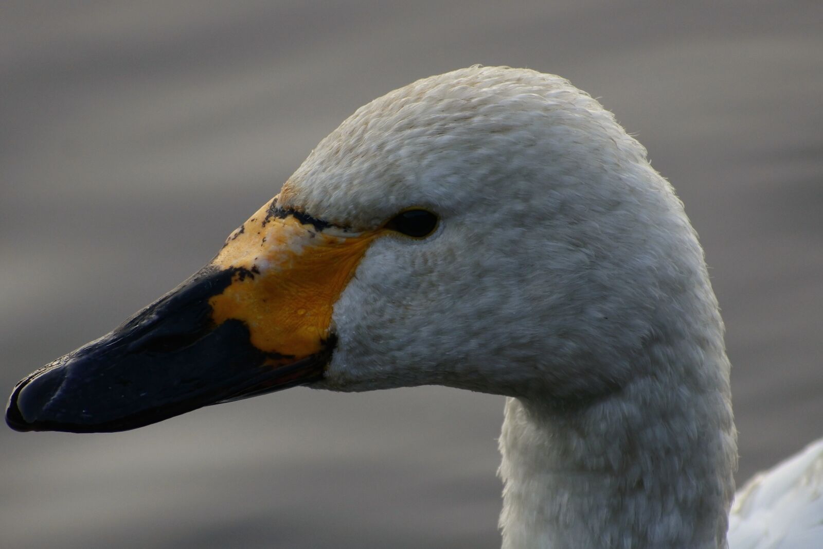 VR 70-300mm f/4.5-6.3G sample photo. Animal, lake, waterside photography