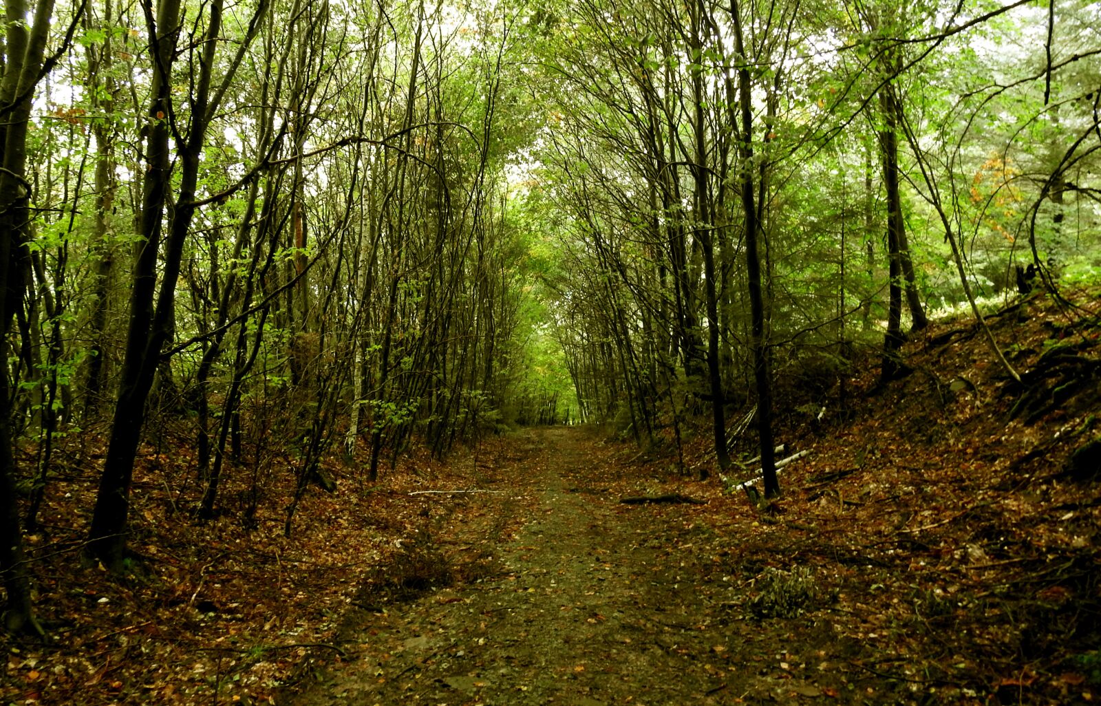 Nikon Coolpix P900 sample photo. Northern black forest, path photography