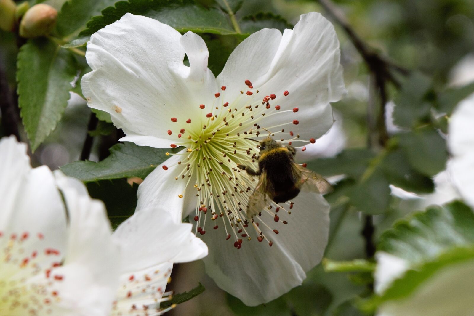 Nikon D3300 sample photo. Bee on flower, bee photography