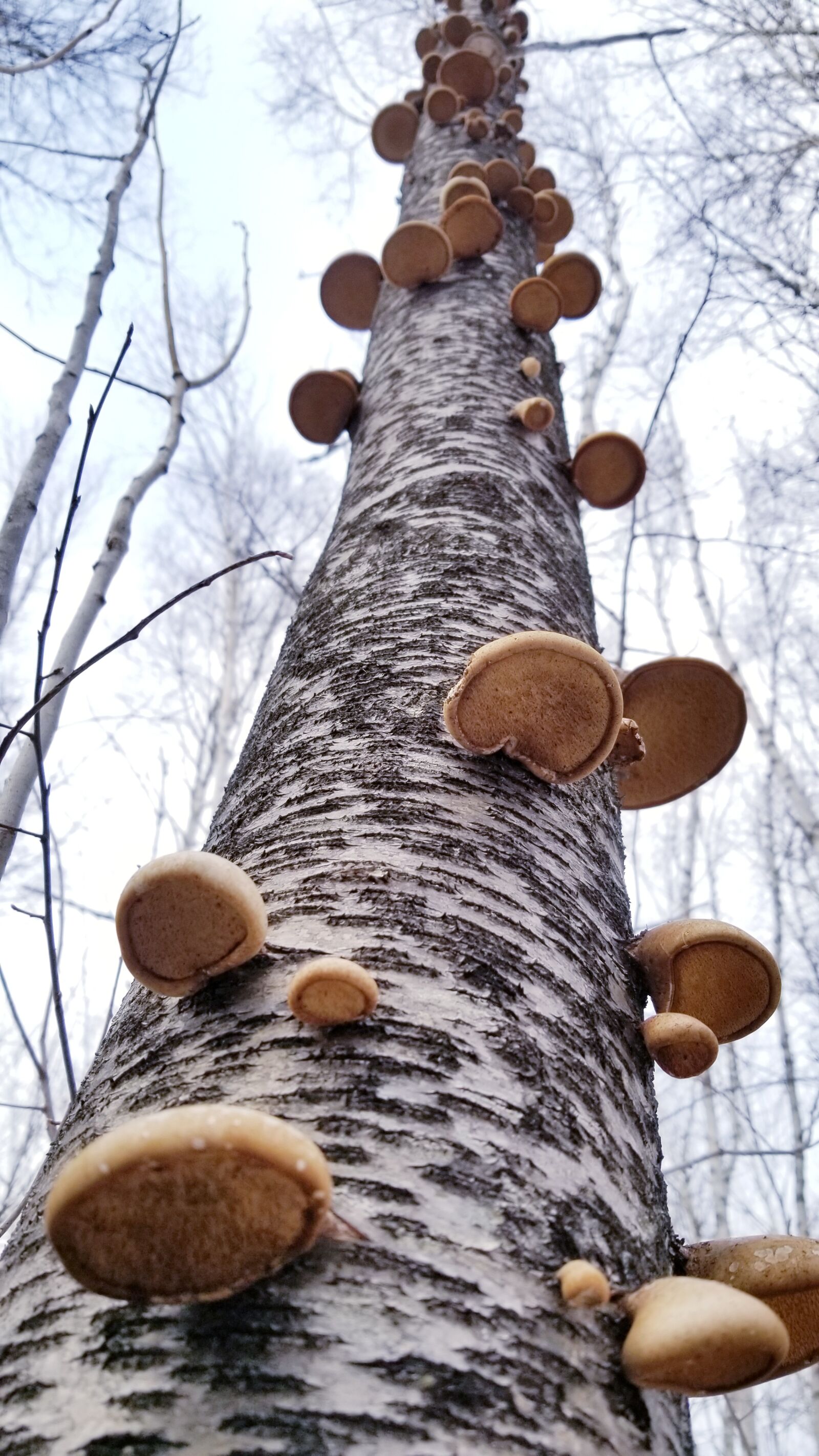 Samsung Galaxy S8+ sample photo. Mushrooms, birch polypore, birch photography
