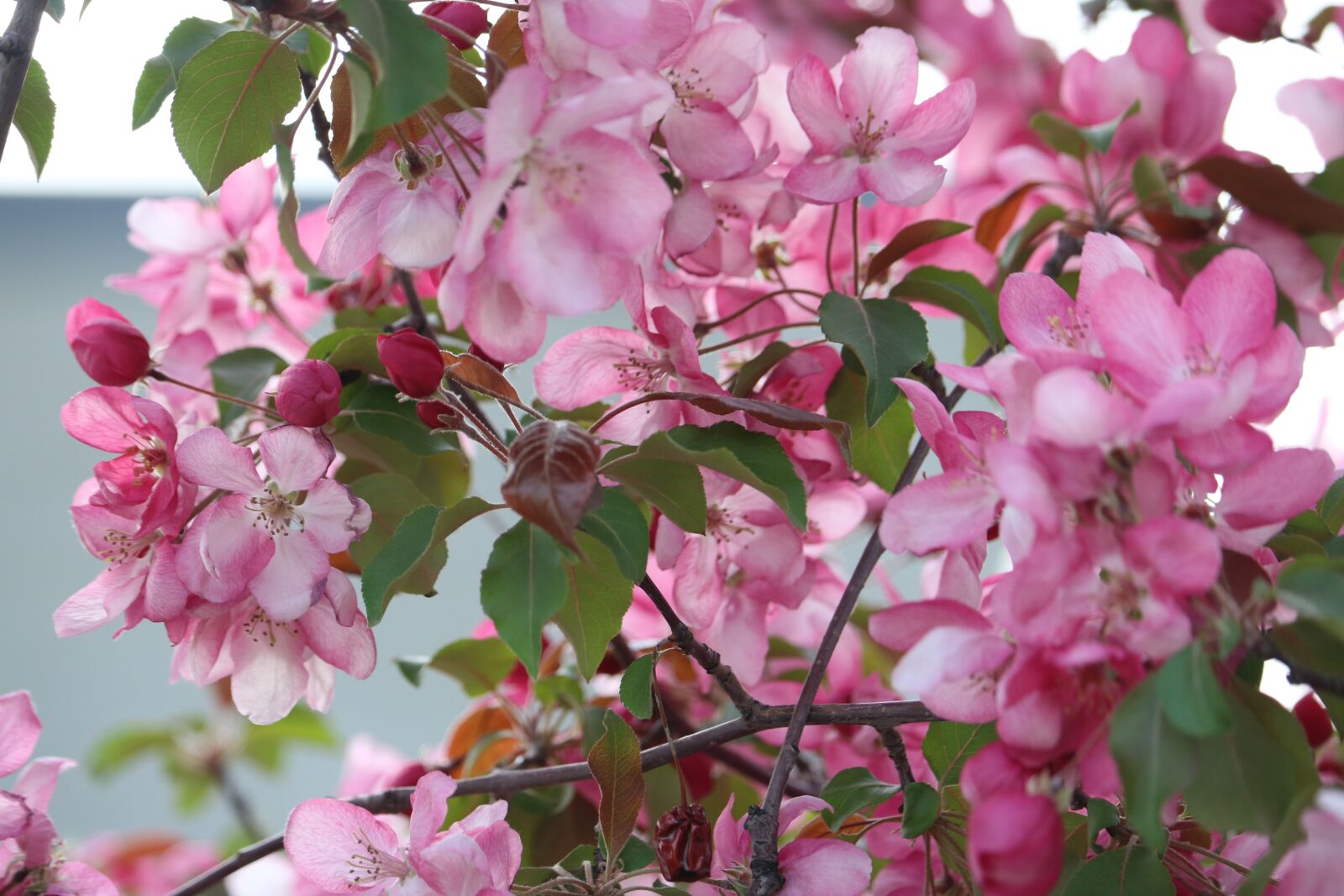 Canon EOS 760D (EOS Rebel T6s / EOS 8000D) sample photo. Pink, flower, pink flowers photography