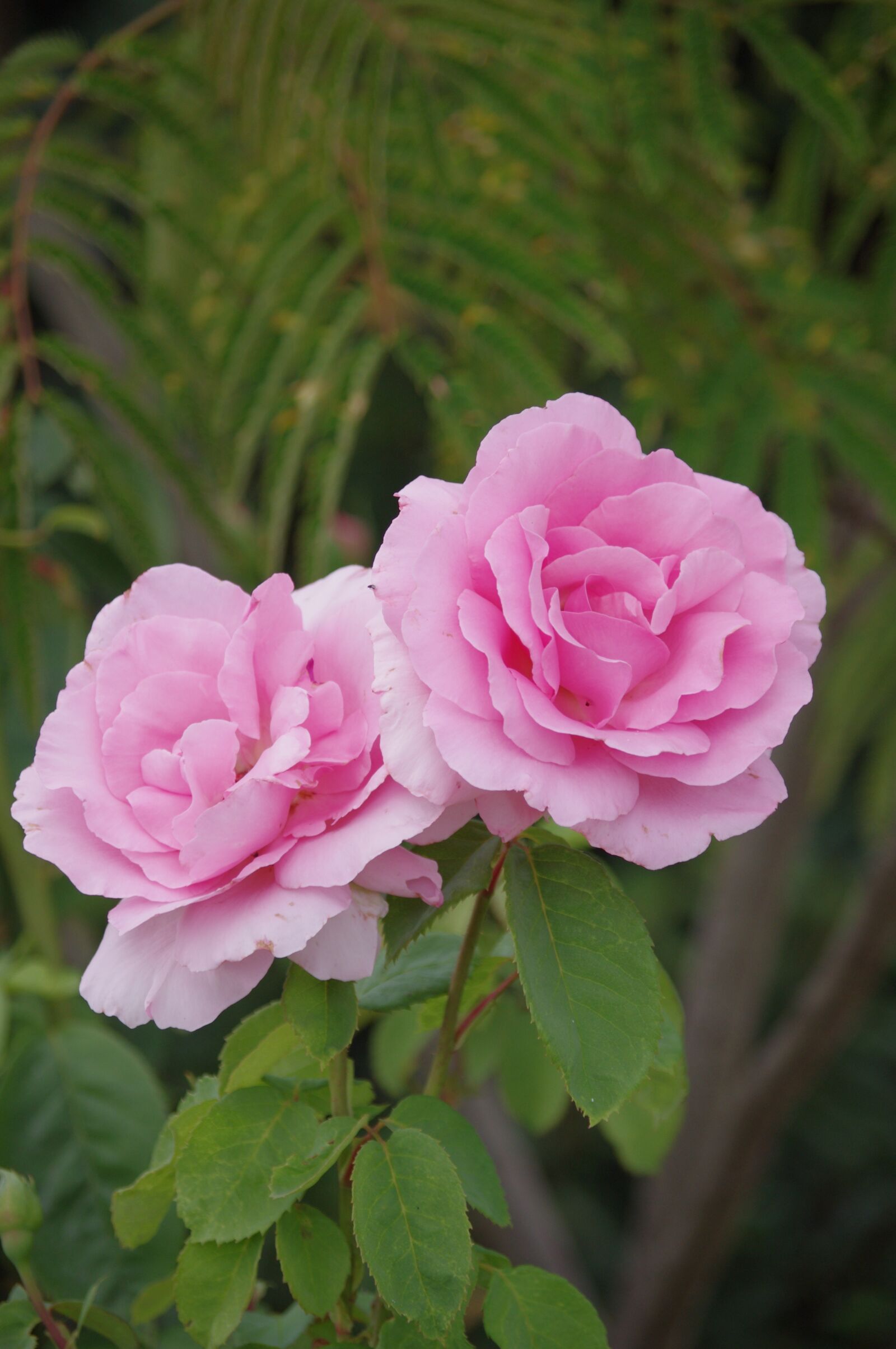 Pentax K-r sample photo. Roses, flowers, garden photography