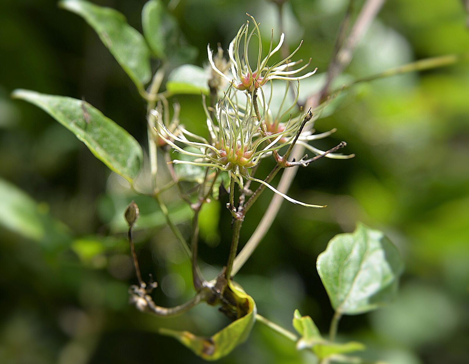 Nikon D610 sample photo. Bush, shrub bloom, green photography
