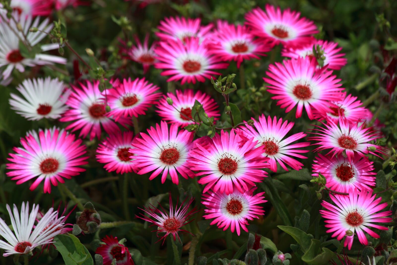 Canon EOS 5D Mark II sample photo. Flowers, nature, plants photography