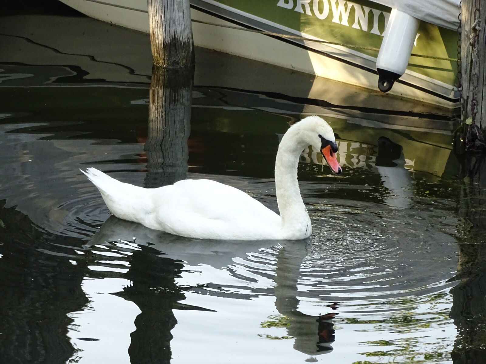 Sony Cyber-shot DSC-HX400V sample photo. Swan, lake, animal photography