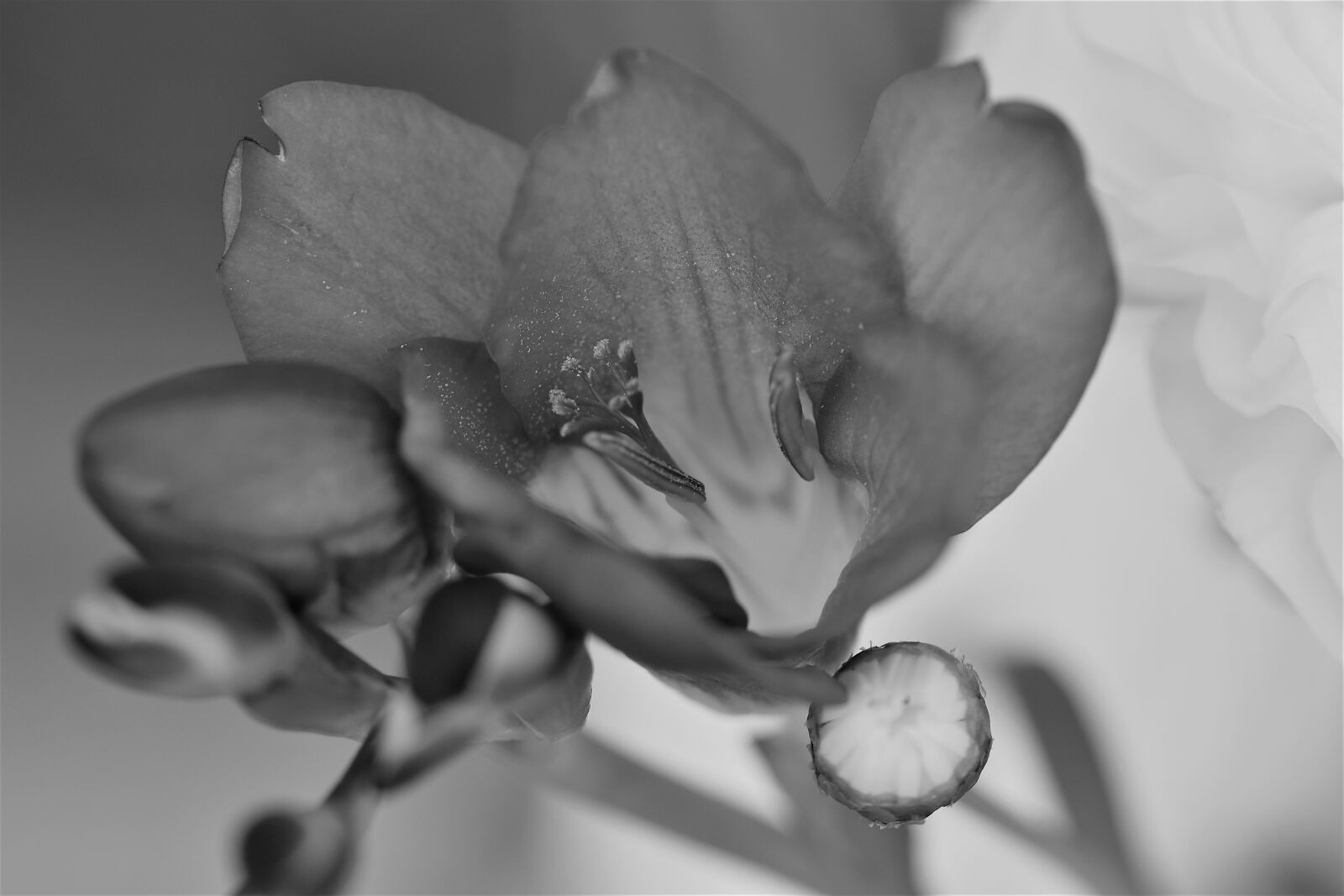 Nikon D5500 sample photo. Flower, blossom, bloom photography